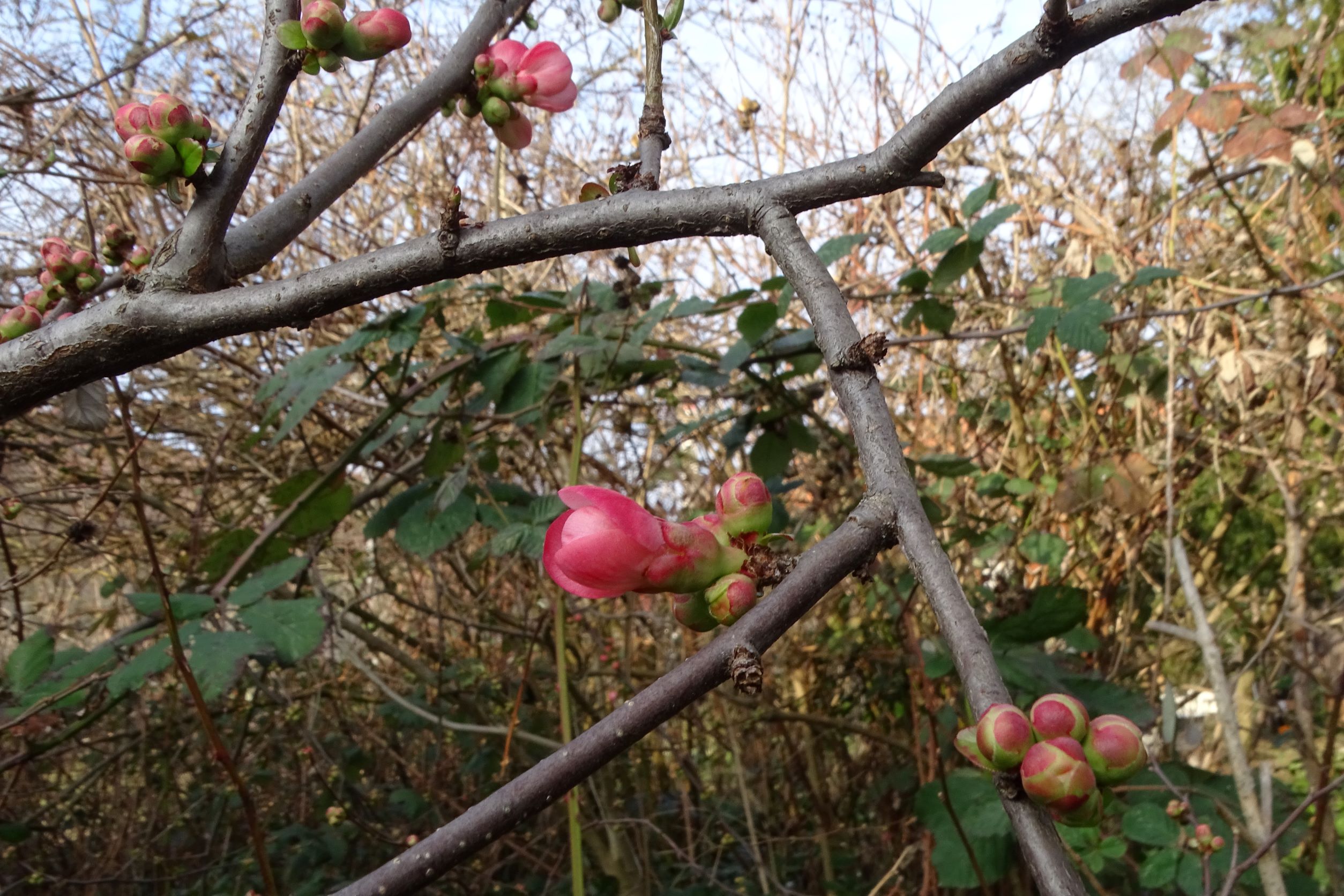 DSC09547 phäno, 2023-02-24, wien-aspern, biberhaufen, chaenomeles sp..JPG