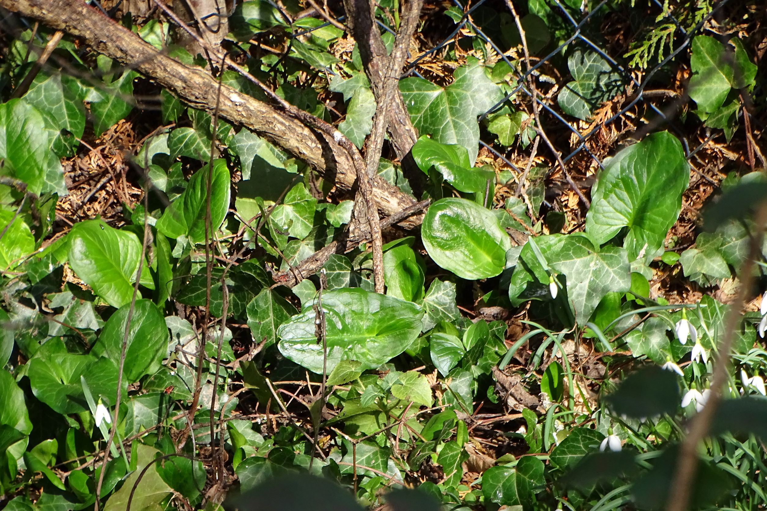 DSC09552 phäno, 2023-02-24, wien-aspern, biberhaufen, arum cylindraceum.JPG