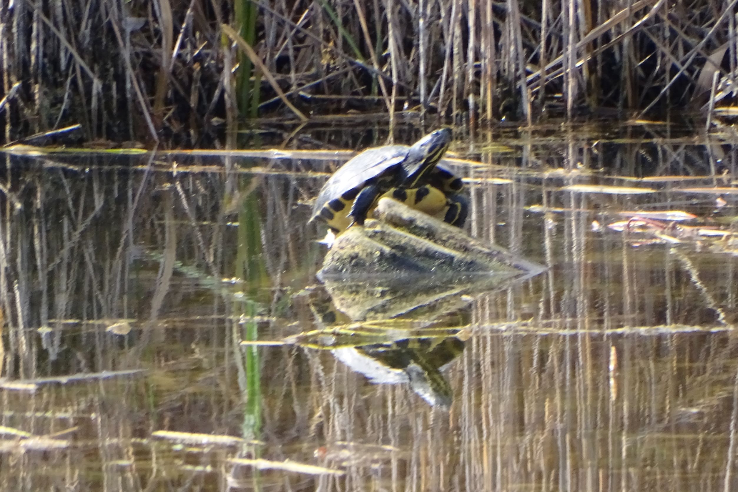 DSC09554 phäno, 2023-02-24, wien-aspern, biberhaufen, rotwangenschildkröte.JPG