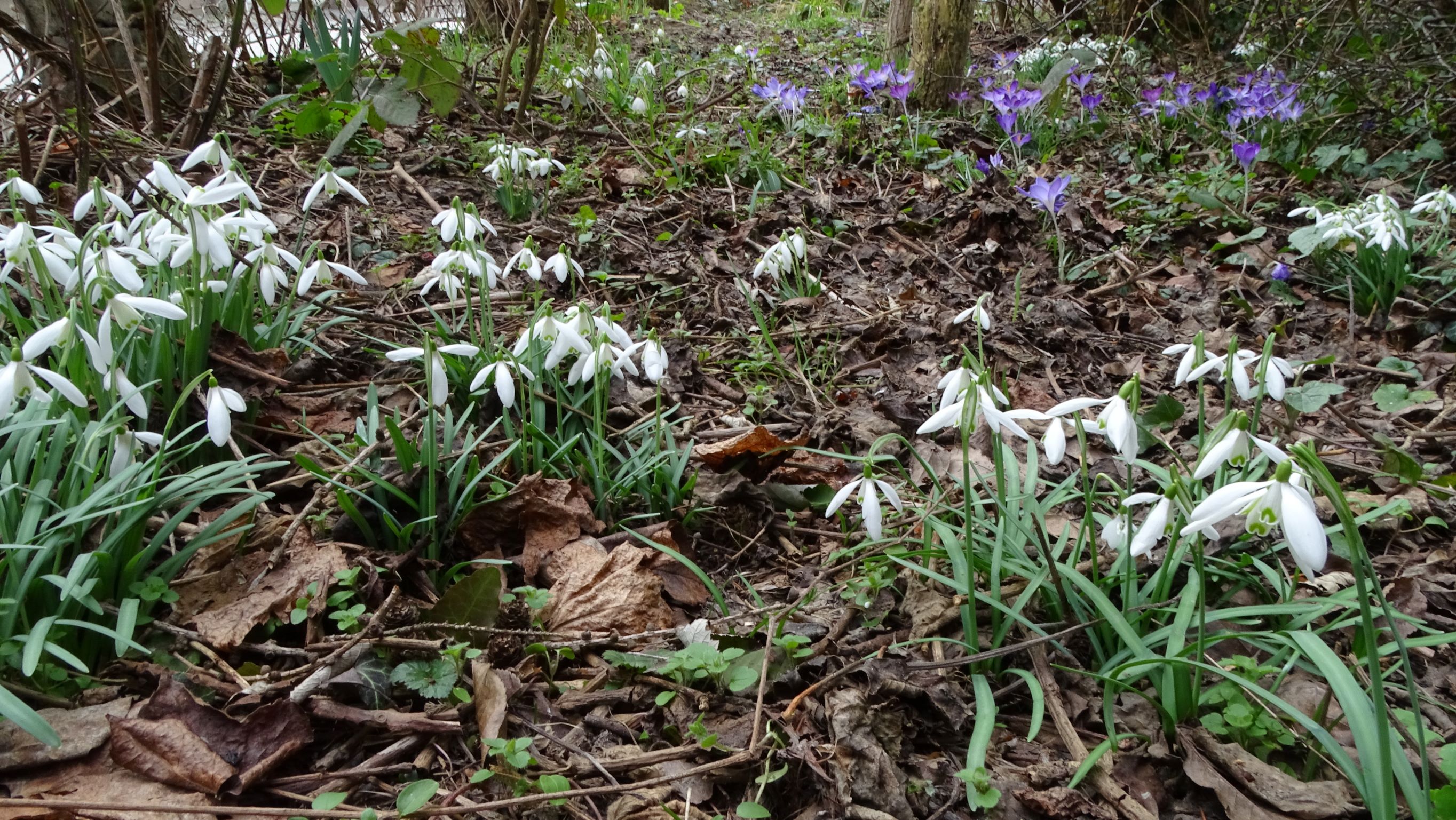 DSC09558 phäno, 2023-02-24, wien-aspern, biberhaufen, galanthus nivalis, crocus tommasinianus.JPG