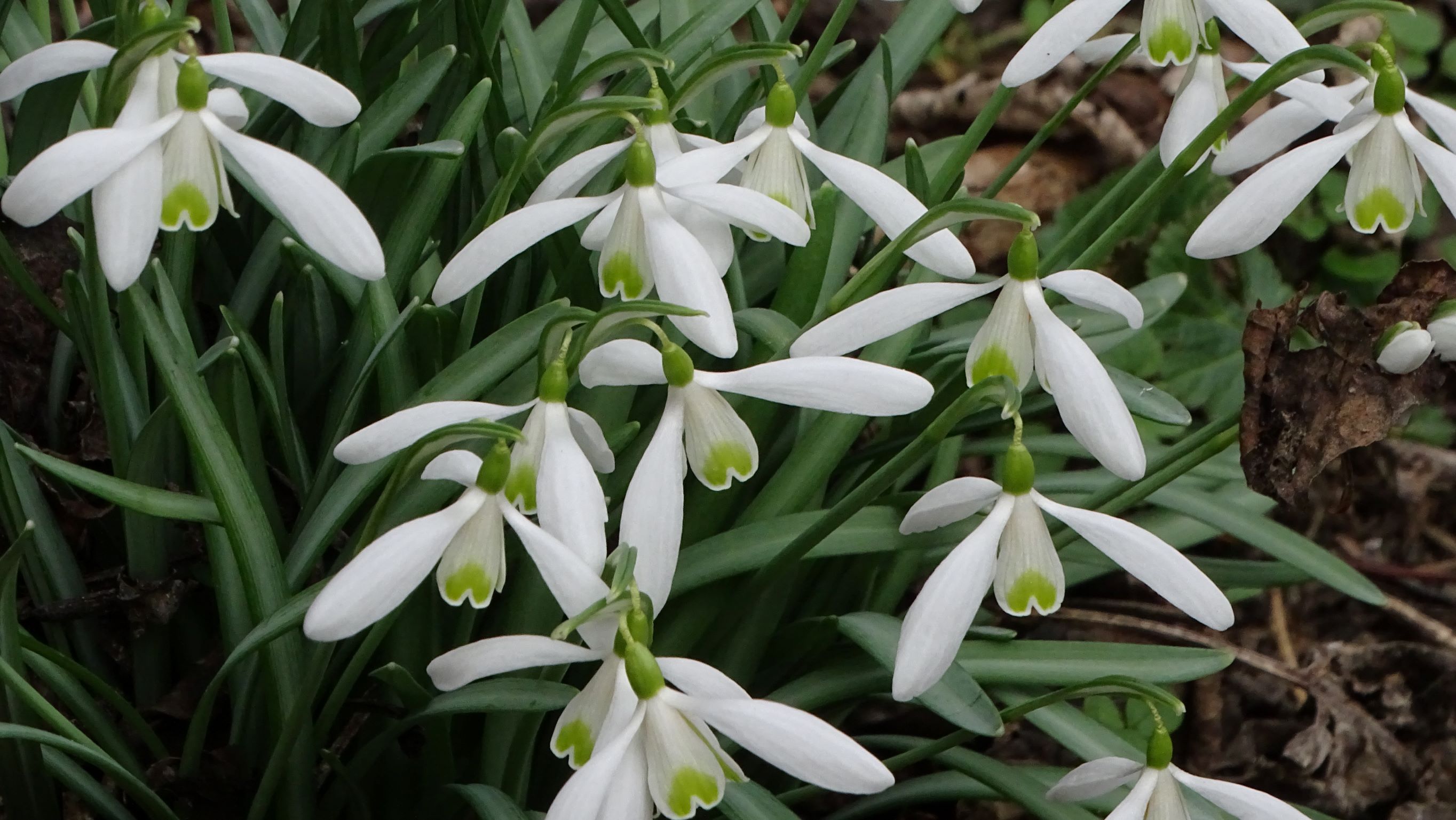 DSC09560 phäno, 2023-02-24, wien-aspern, biberhaufen, galanthus nivalis.JPG