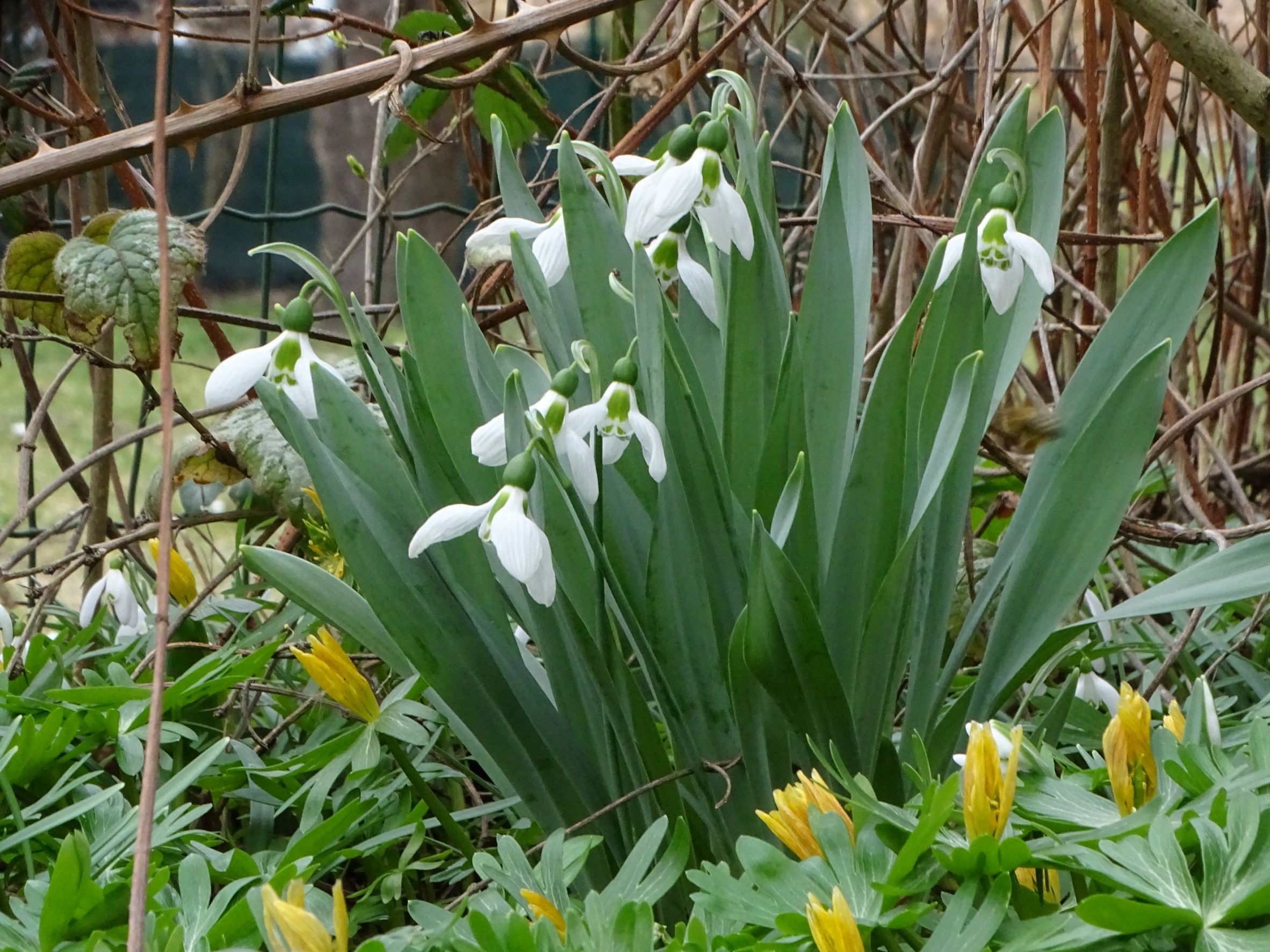 DSC09568 phäno, 2023-02-24, wien-aspern, biberhaufen, galanthus elwesii.JPG