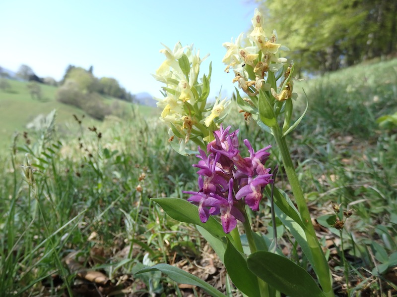 5Dactylorhiza sambucina verbluehend.JPG