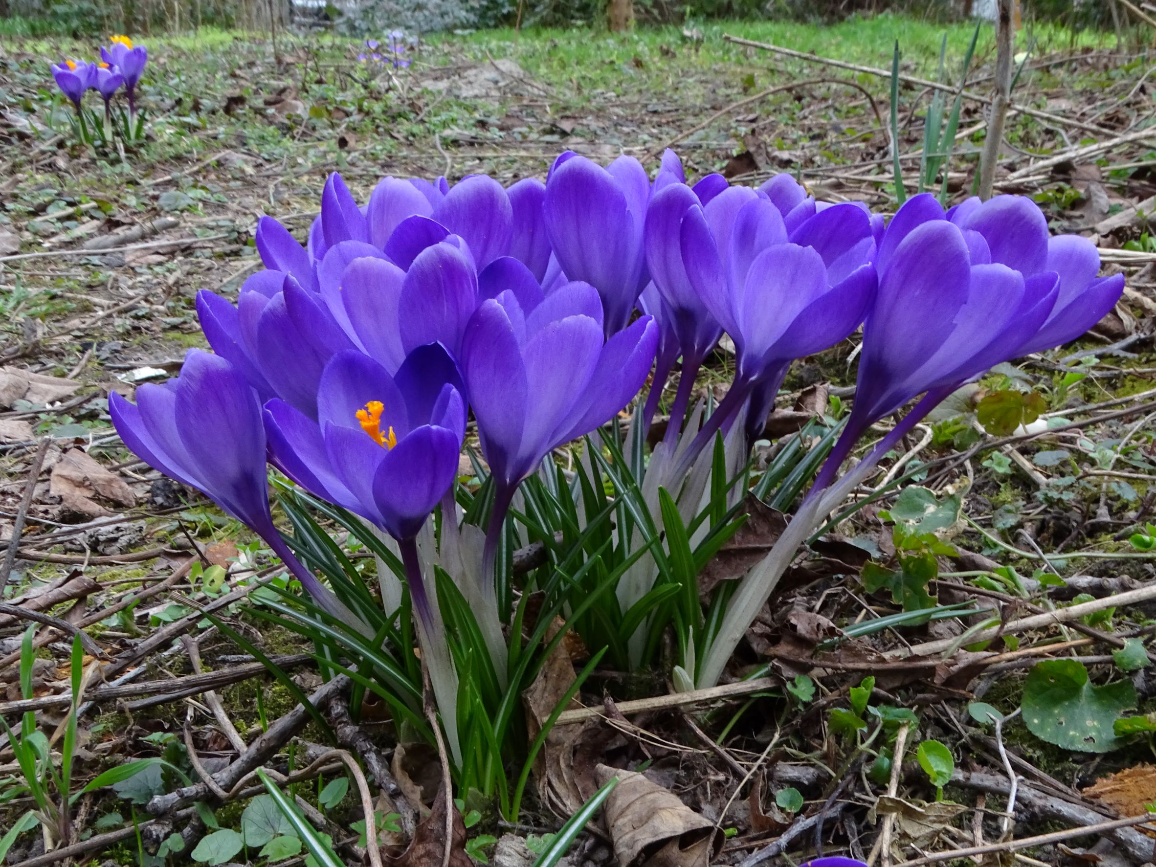DSC09574 phäno, 2023-02-24, wien-aspern, biberhaufen, crocus.JPG