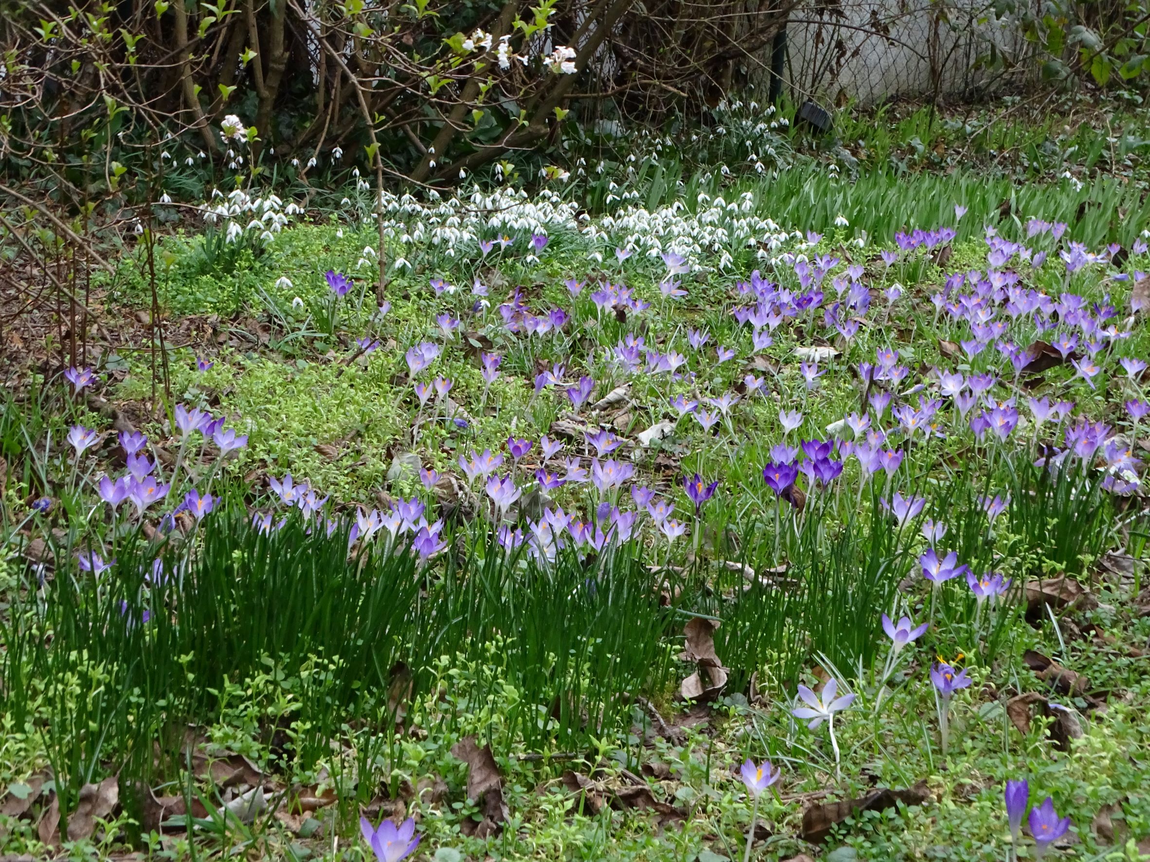 DSC09587 phäno, 2023-02-24, wien-aspern, biberhaufen, galanthus nivalis, crocus tommasinianus, ornithogalum cf. vulgare, tulipa sylvestris.JPG