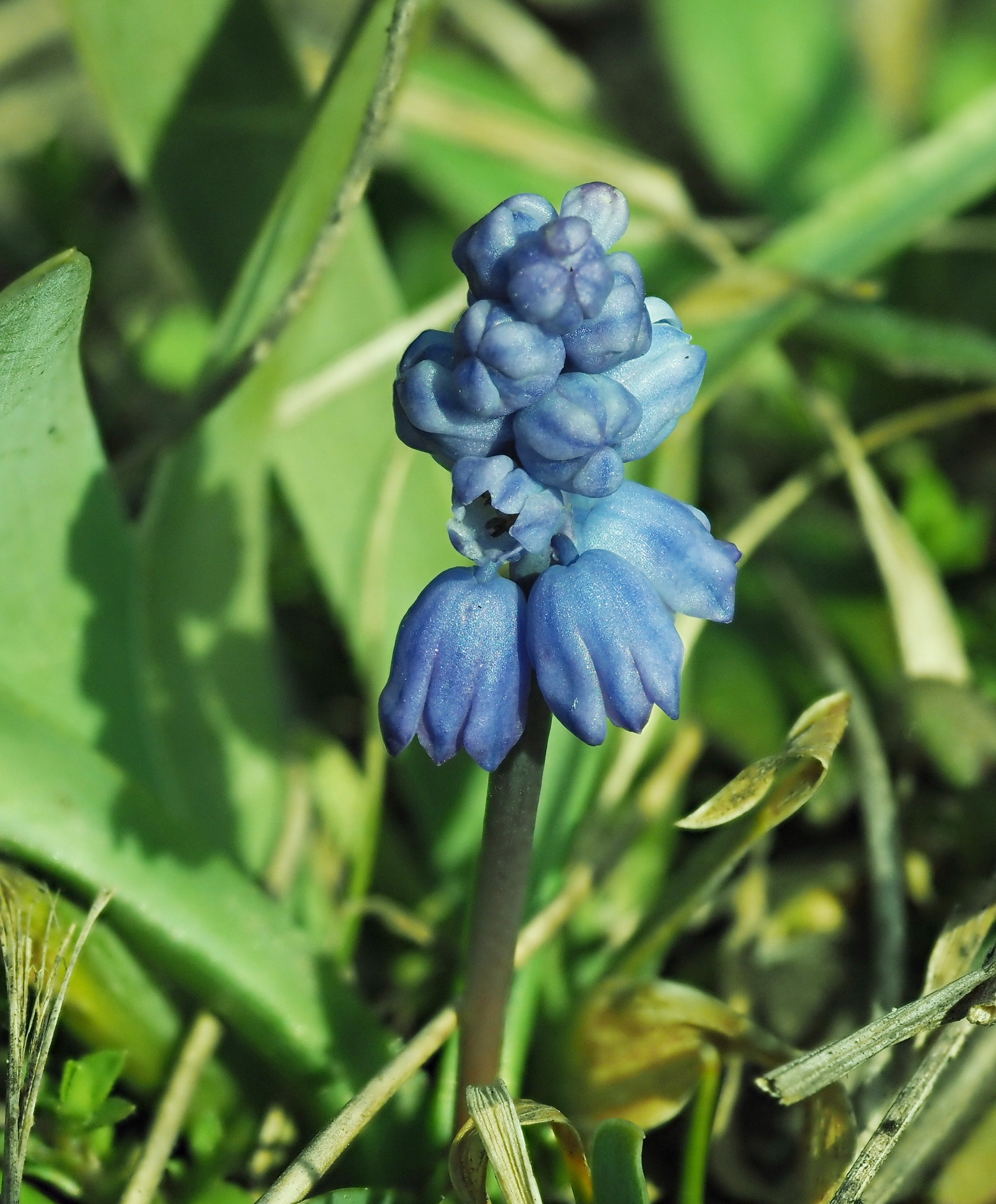 Muscari azureum 1.JPG