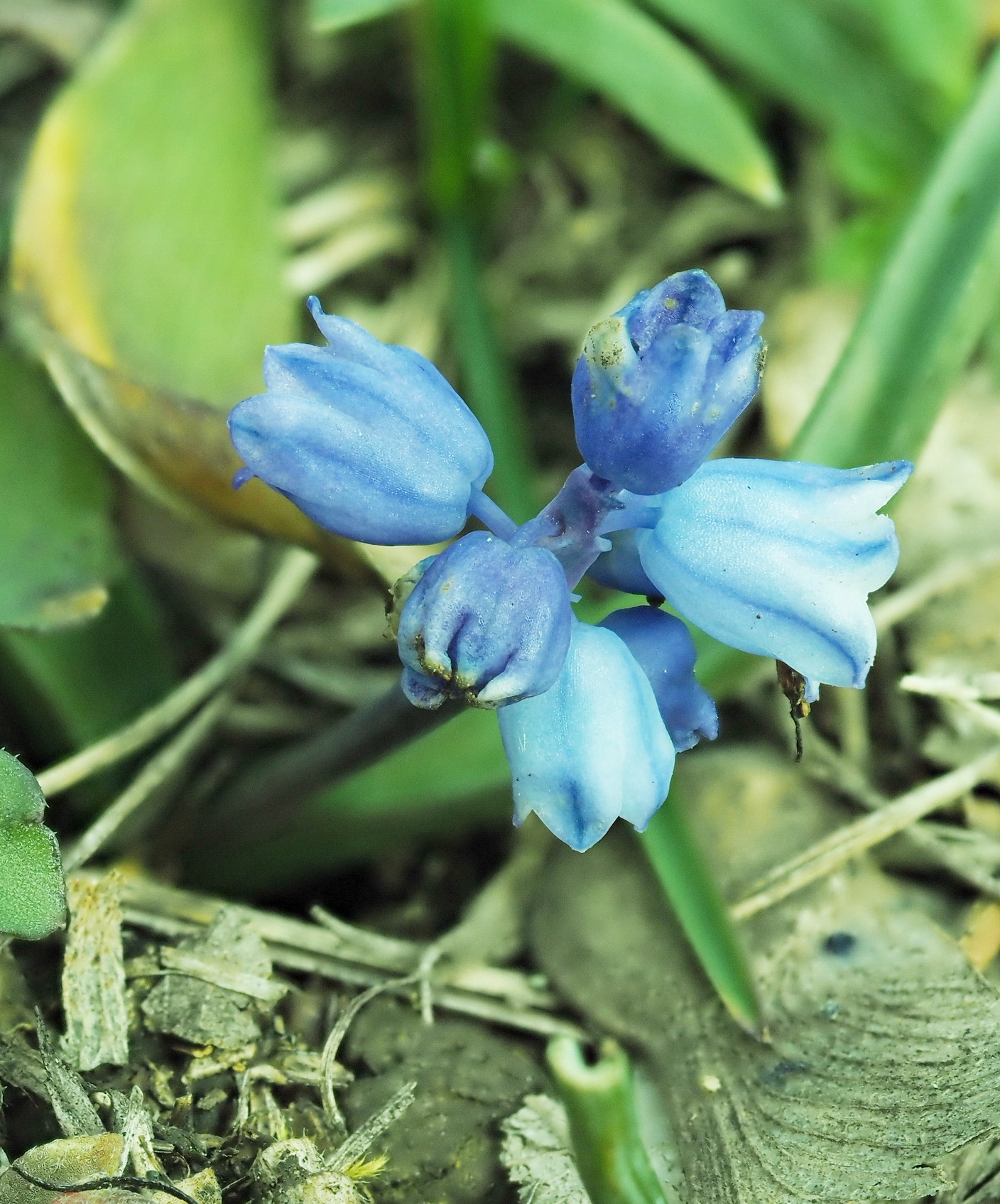 Muscari azureum 2.JPG