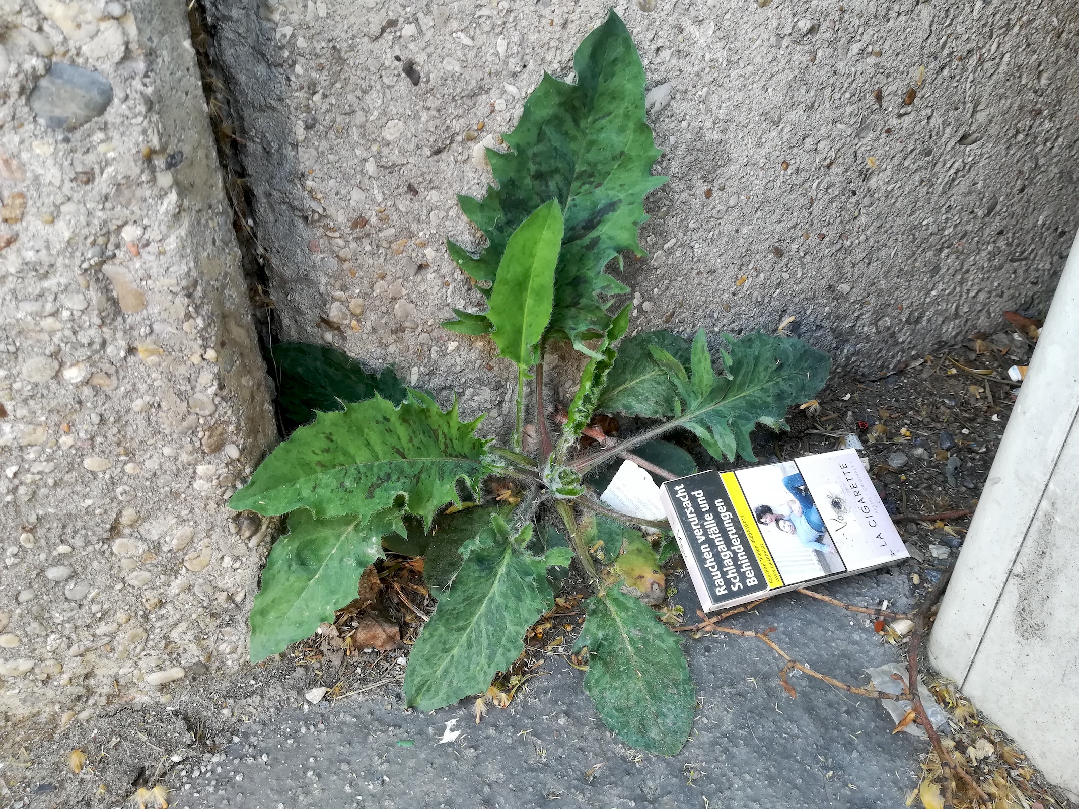 Hieracium cf. maculatum_Praetoriusg Ecke Rennw_20180419_125451.jpg