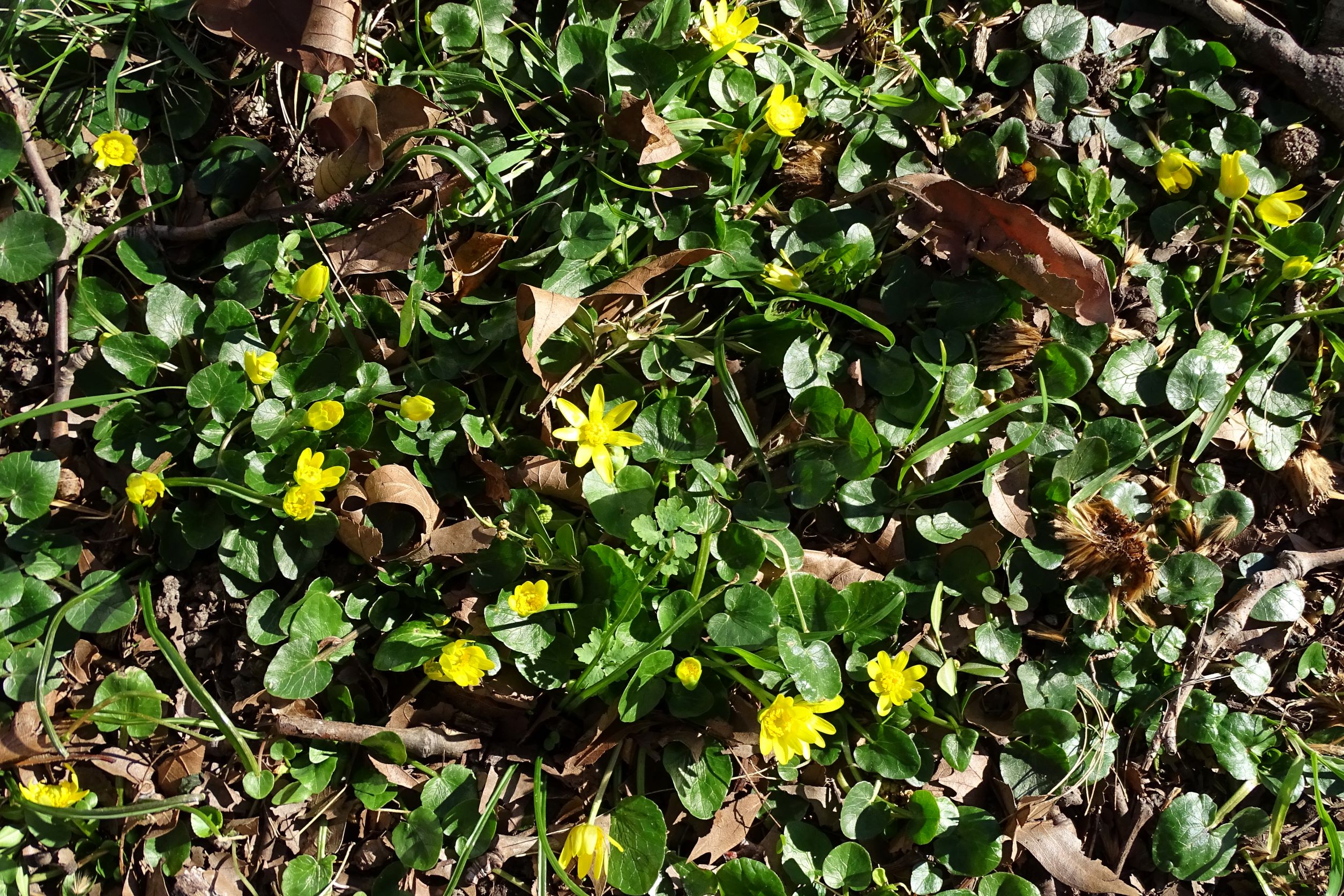 DSC09620 phäno, wien-22, friedhof aspern, ficaria calthifolia.JPG