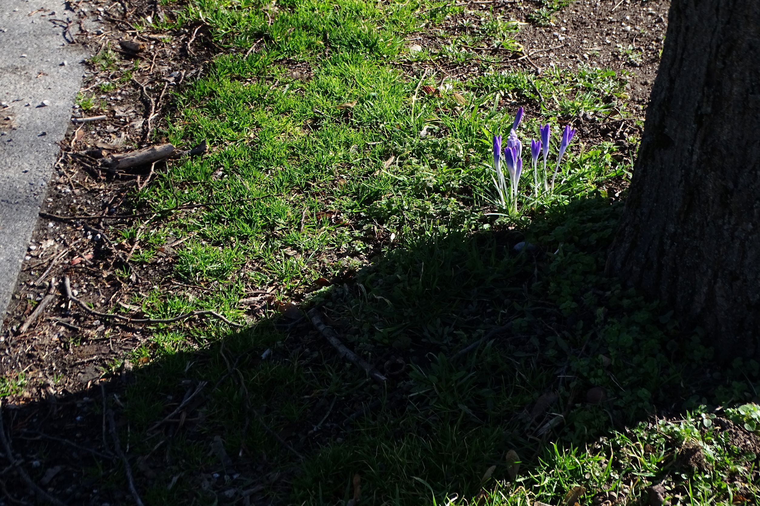 DSC09627 phäno, wien-22, friedhof aspern, crocus (cf.) tomassinianus.JPG