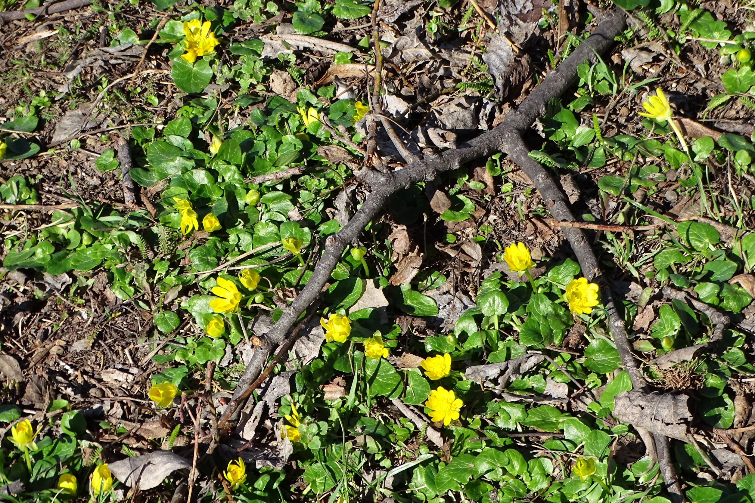 DSC09635 phäno, wien-22, friedhof aspern, ficaria calthifolia.JPG