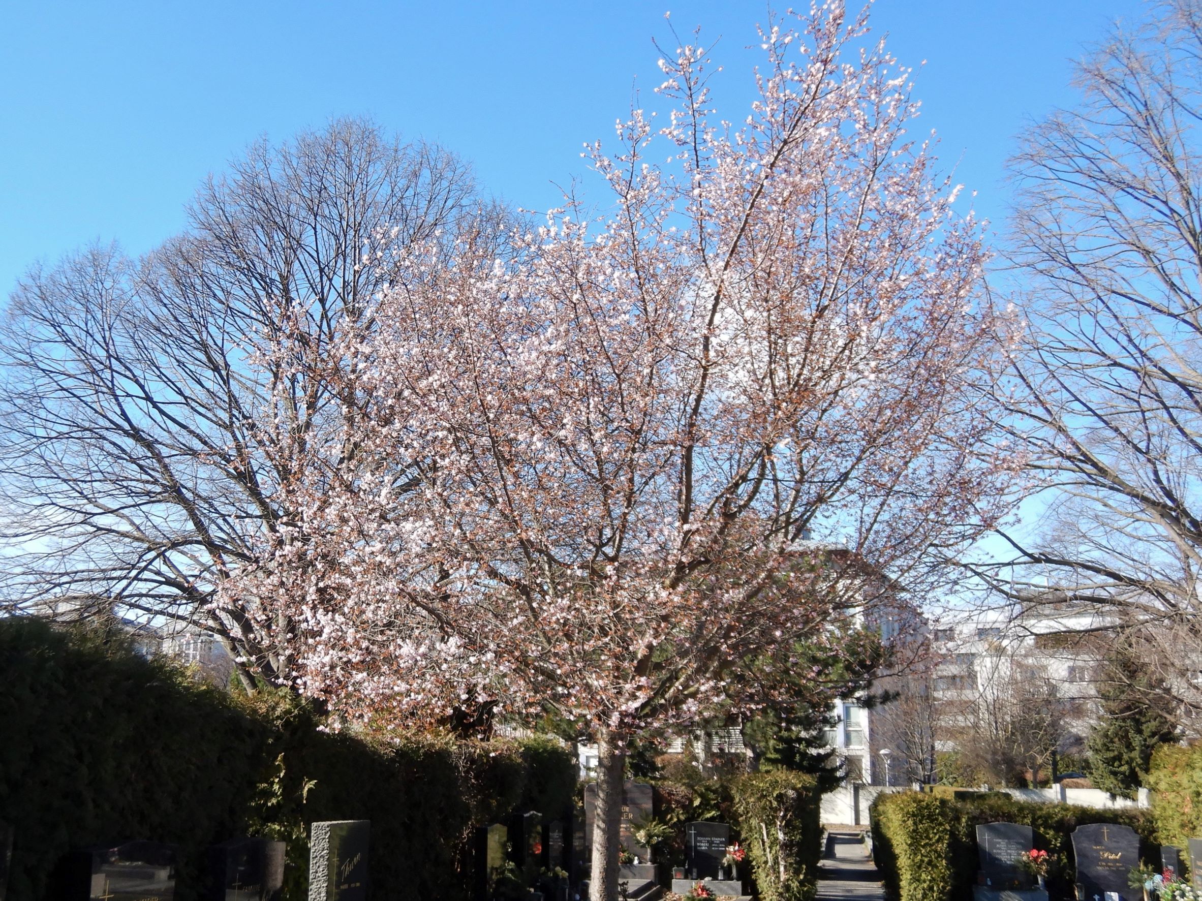 DSCN2259 (2) phäno, wien-22, friedhof aspern, prunus sp..JPG