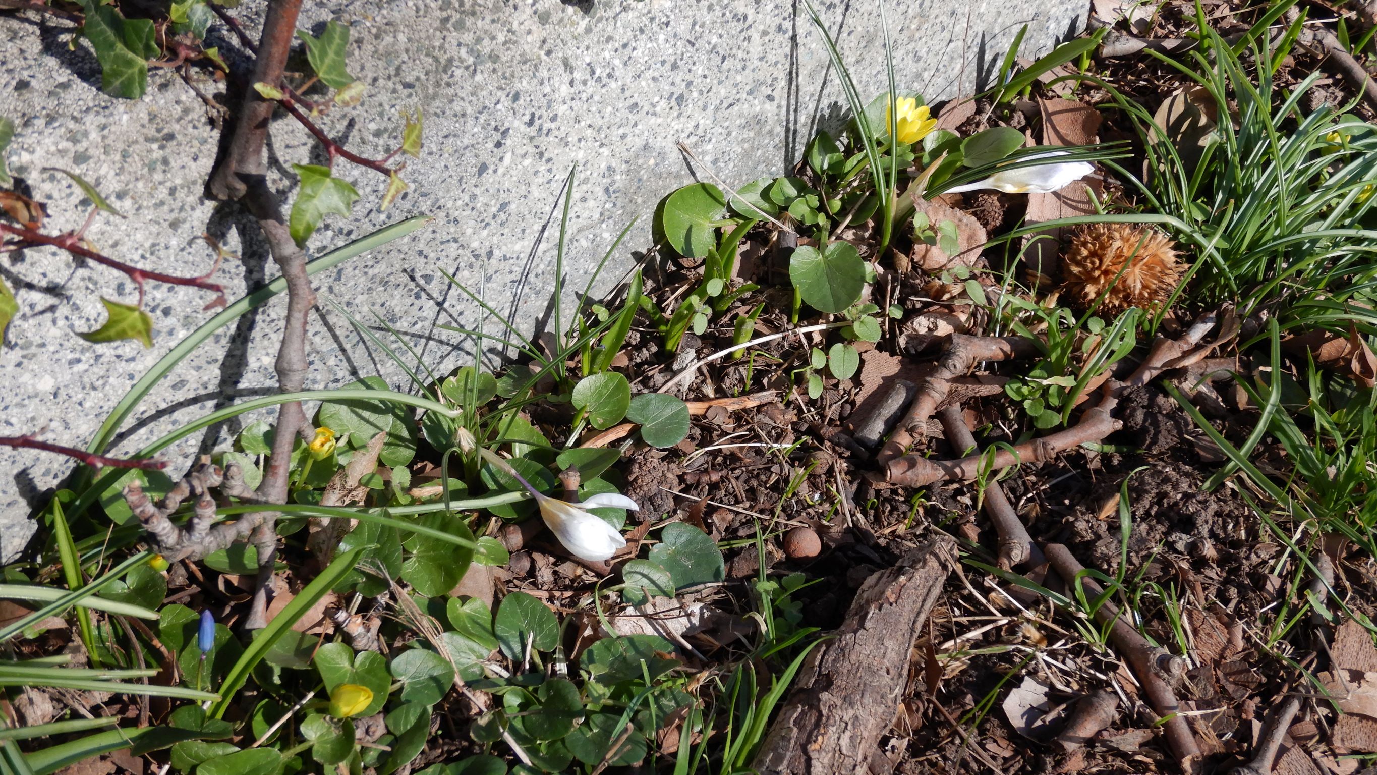 DSCN2265 phäno, wien-22, friedhof aspern, ficaria calthifolia, crocus sp., othocallis siberica.JPG