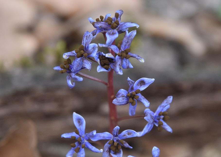 W23 - Gütenbachtal - 23022023 - (4) - Scilla vindobonensis - Wien-Blaustern mit Antherospora vindobonensis - Blaustern-Antherenbrand.JPG