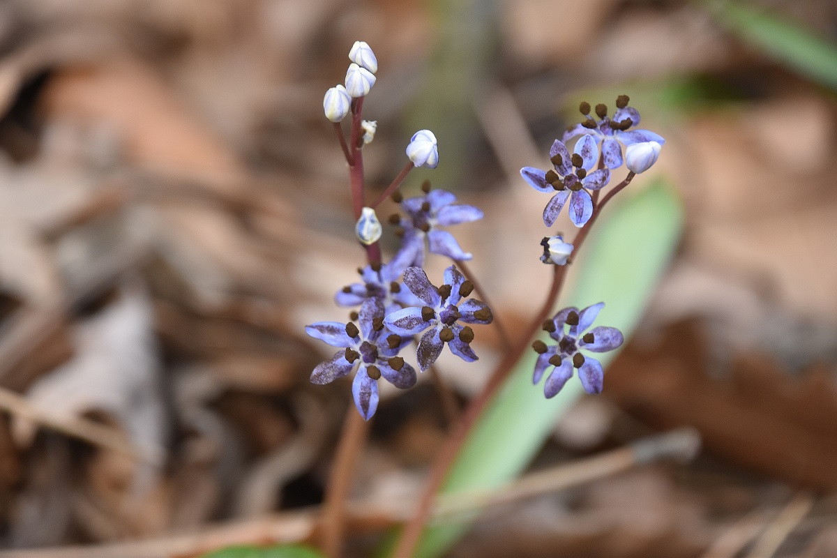 W23 - Gütenbachtal - 23022023 - (5) - Scilla vindobonensis - Wien-Blaustern mit Antherospora vindobonensis - Blaustern-Antherenbrand.JPG