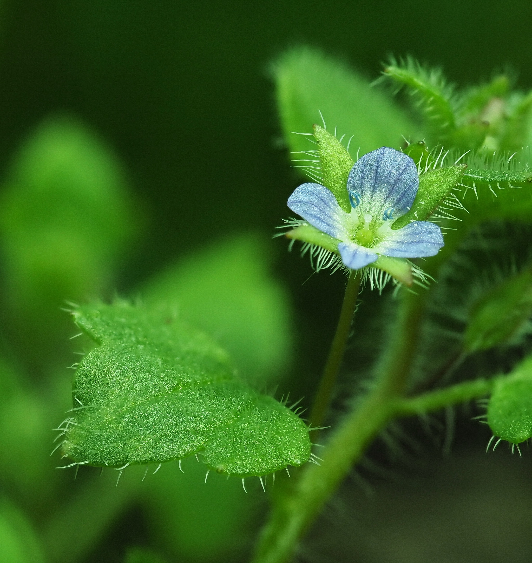 Veronica sublobata.JPG