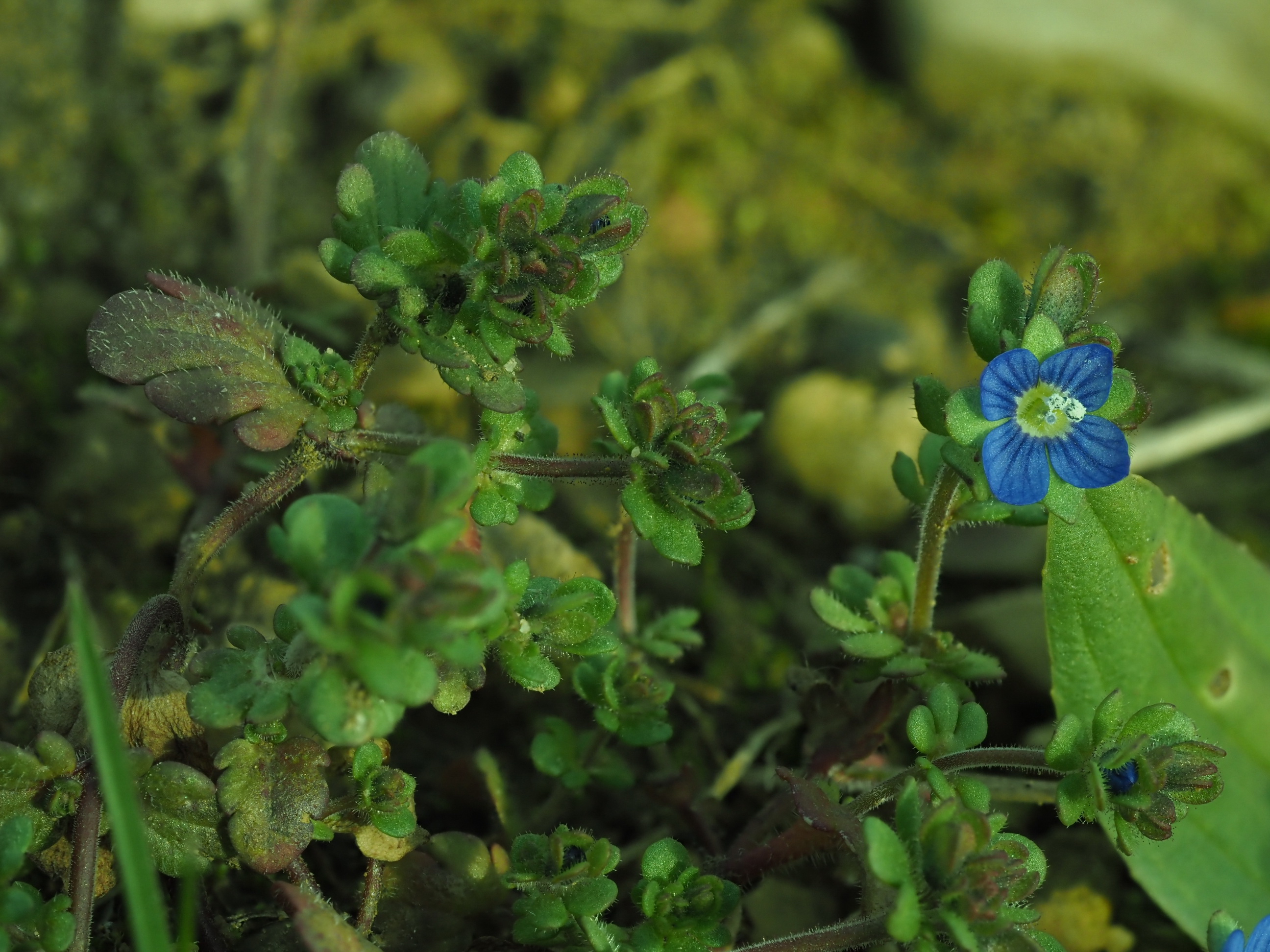 Veronica triphyllos mit Drüsenhaaren .JPG