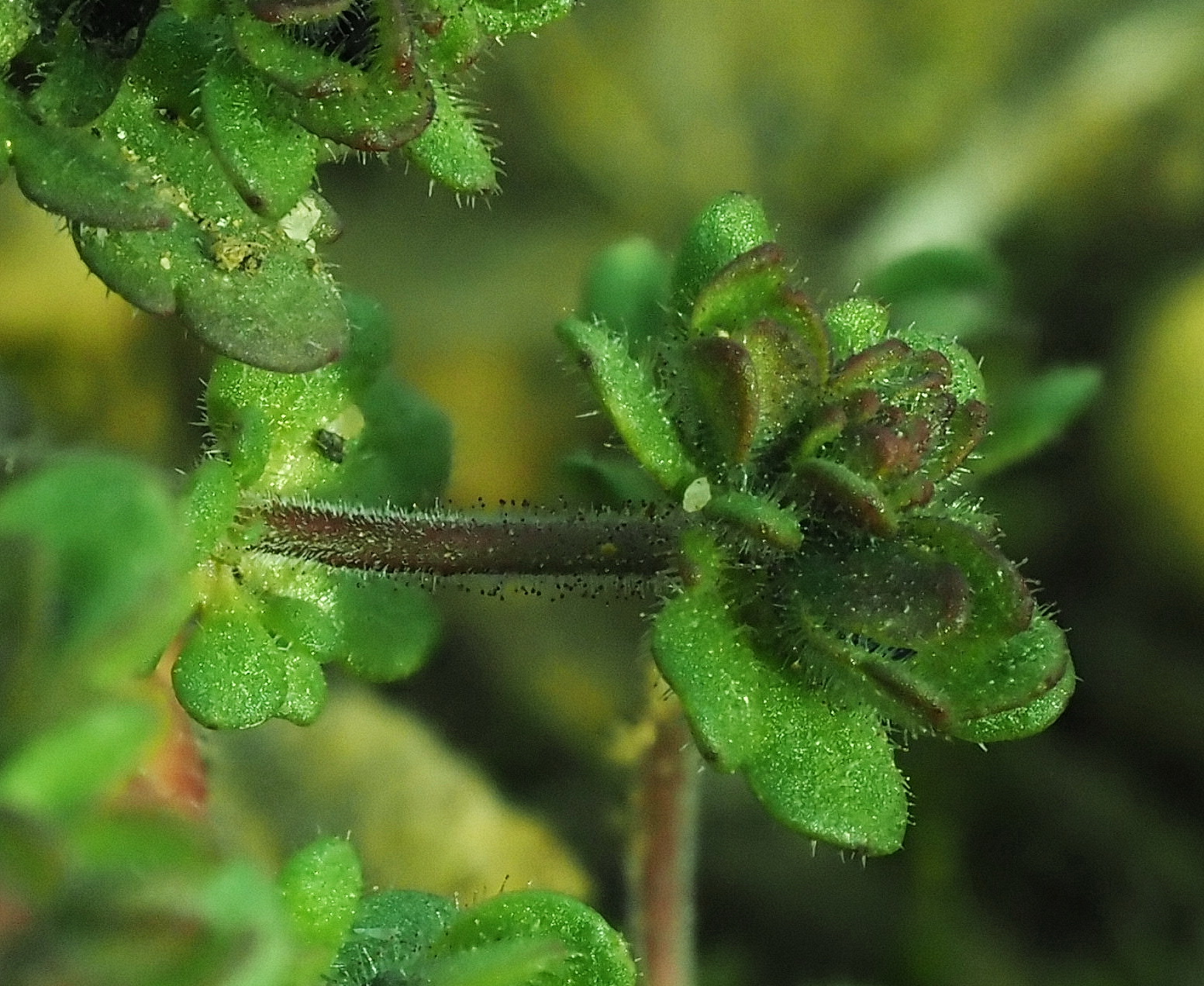 Veronica triphyllos mit Drüsenhaaren Detail .JPG