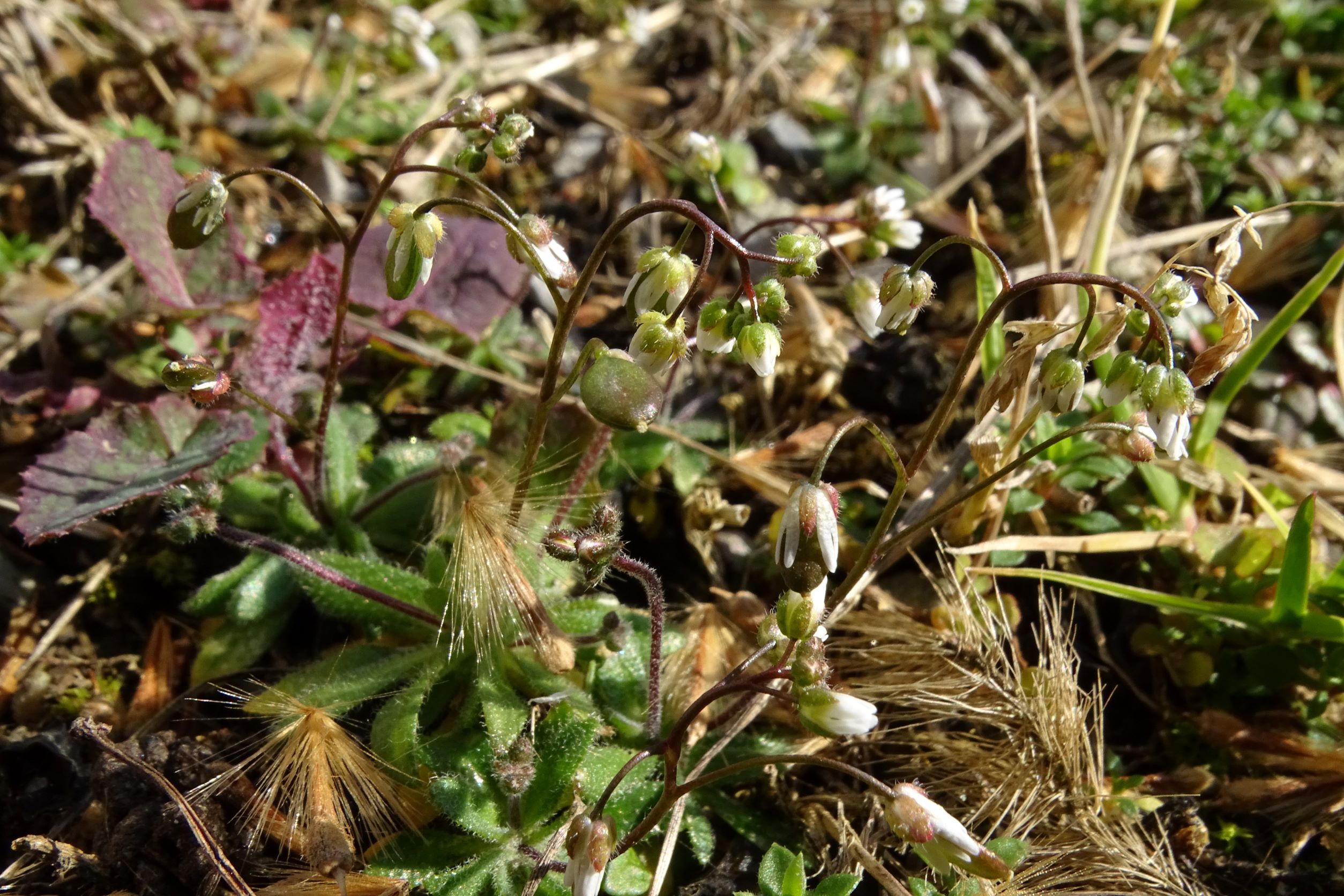 DSC09639 friedhof hainburg, 2023-02-28, draba boerhavii.JPG