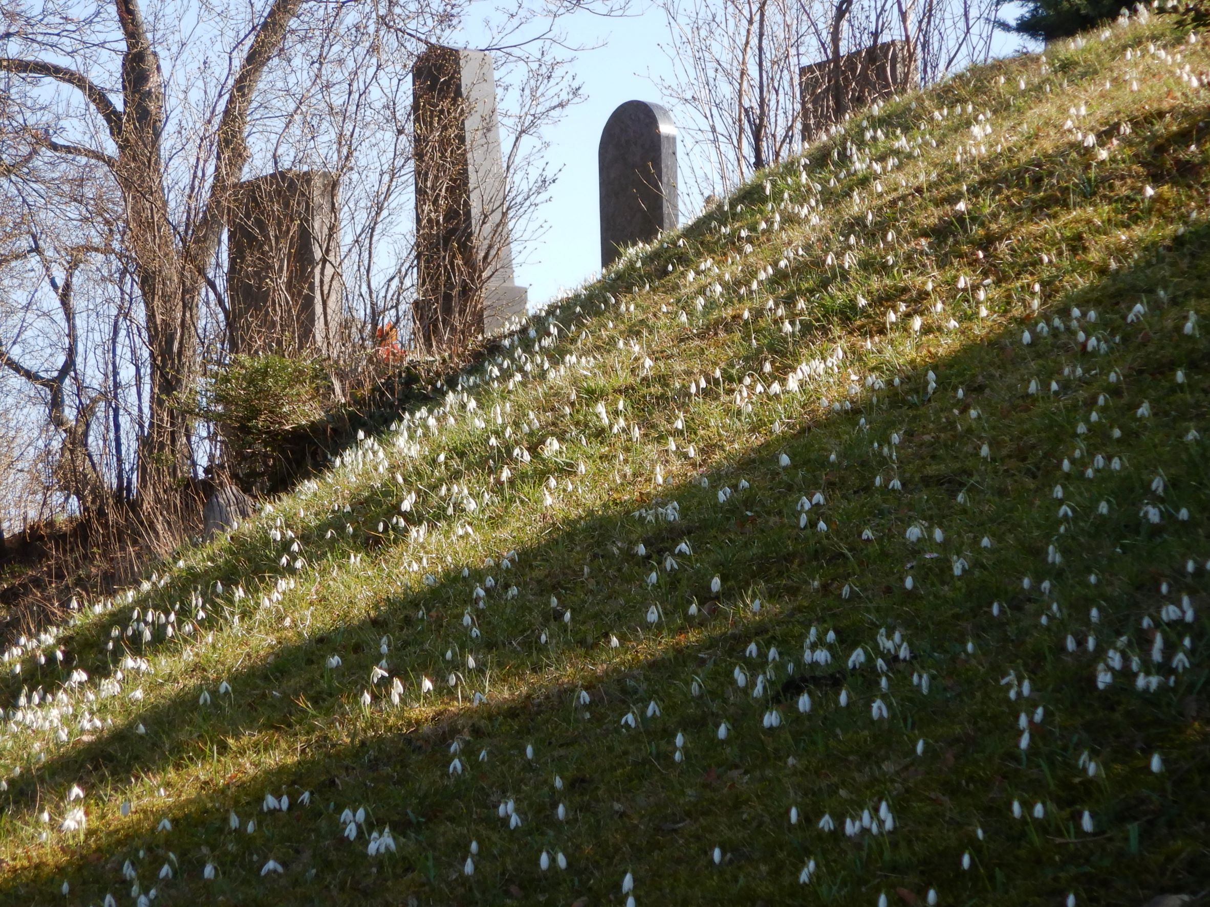 DSCN2379 friedhof hainburg, 2023-02-28, galanthus nivalis.JPG