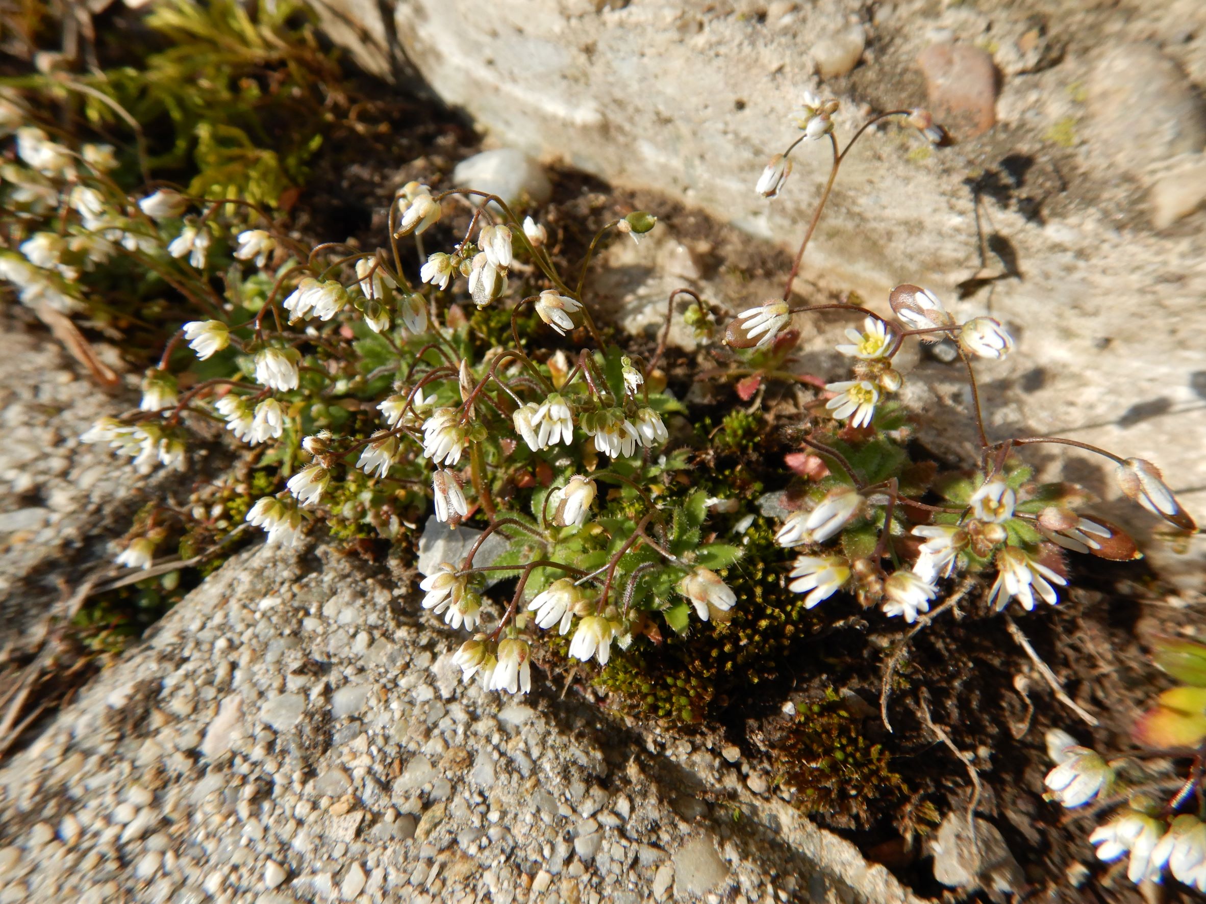 DSCN2420 friedhof hainburg, 2023-02-28, draba boerhavii.JPG