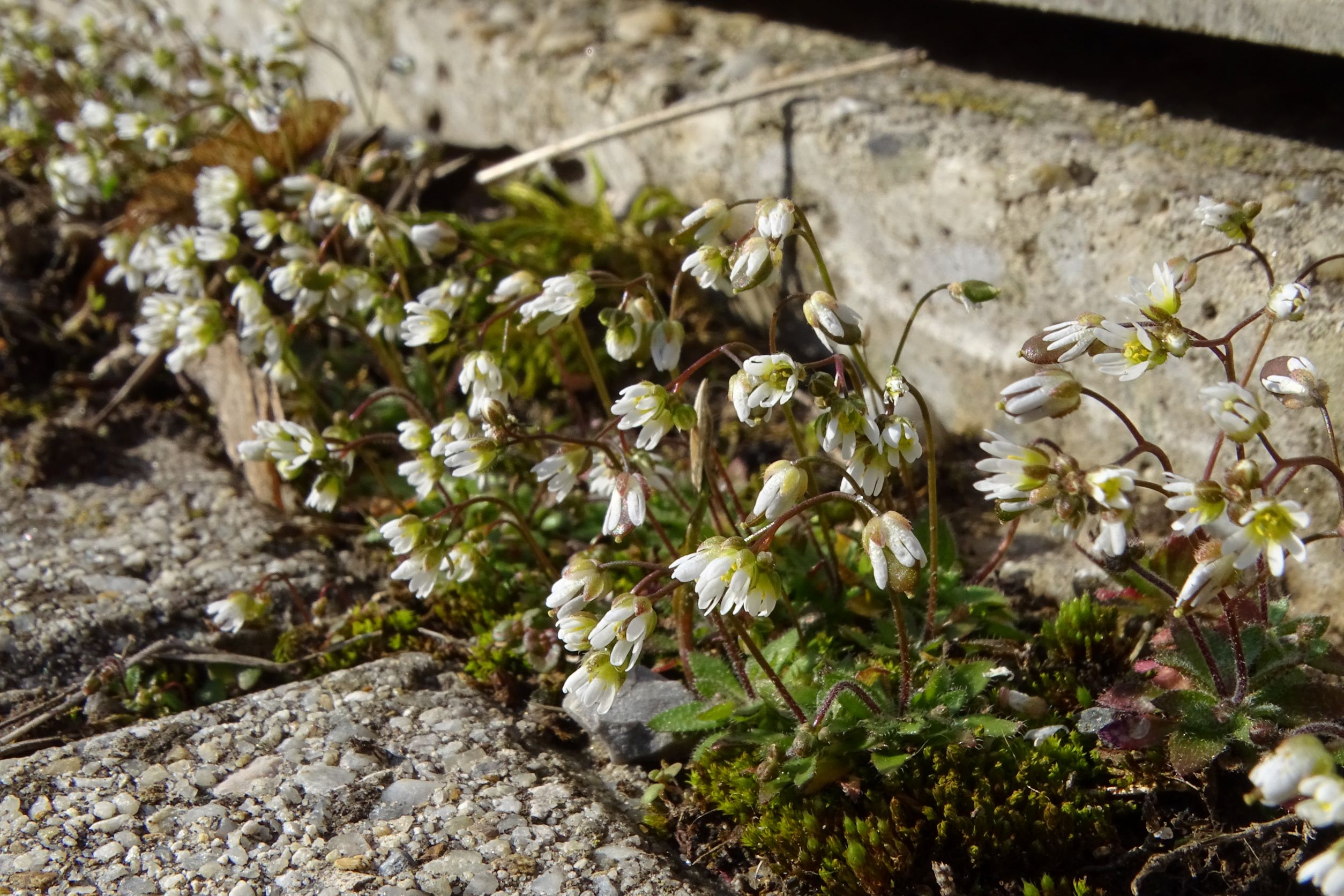 DSC09644 friedhof hainburg, 2023-02-28, draba boerhavii.JPG