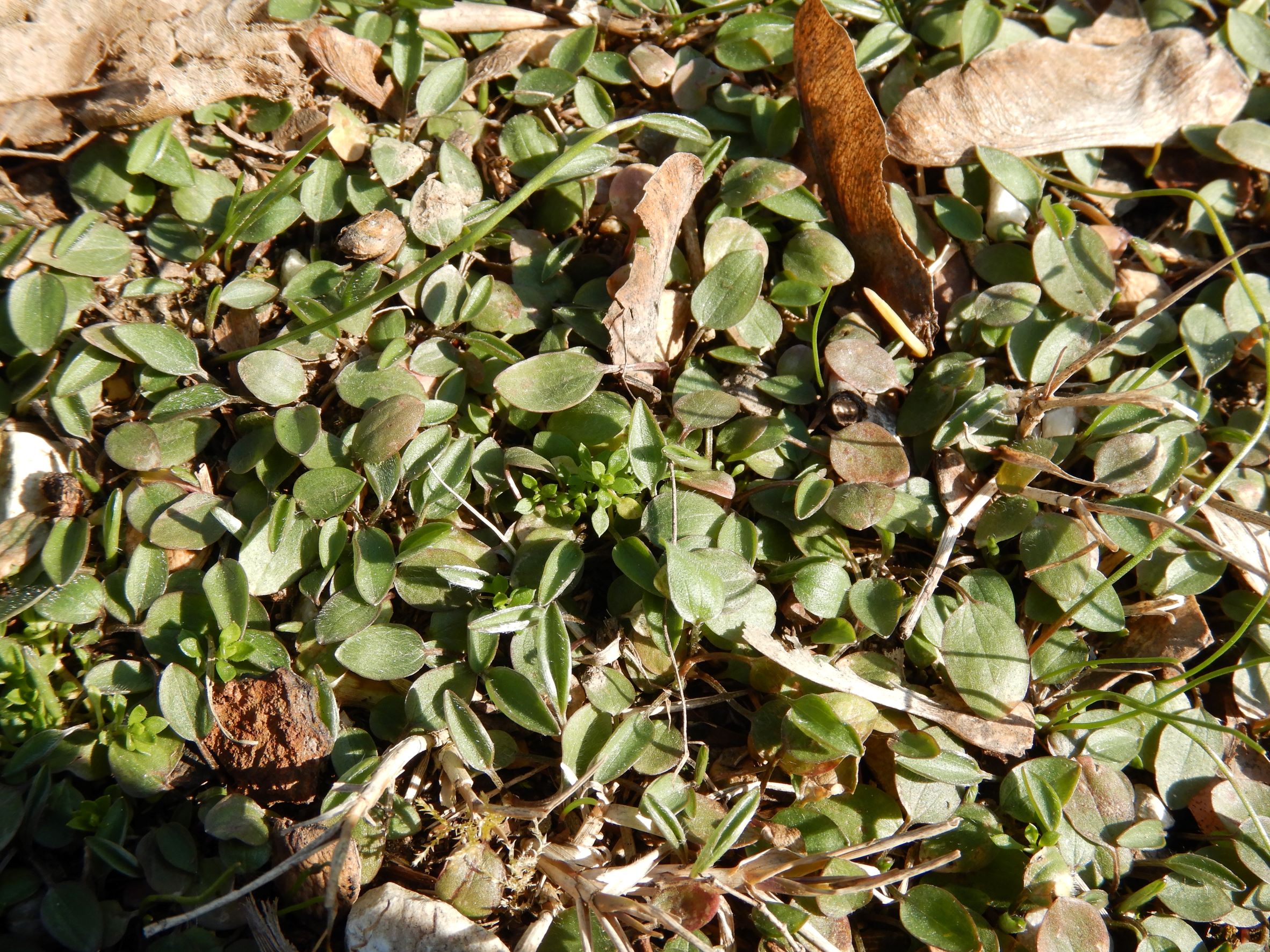 DSCN2409 friedhof hainburg, 2023-02-28, ranunculus illyricus.JPG