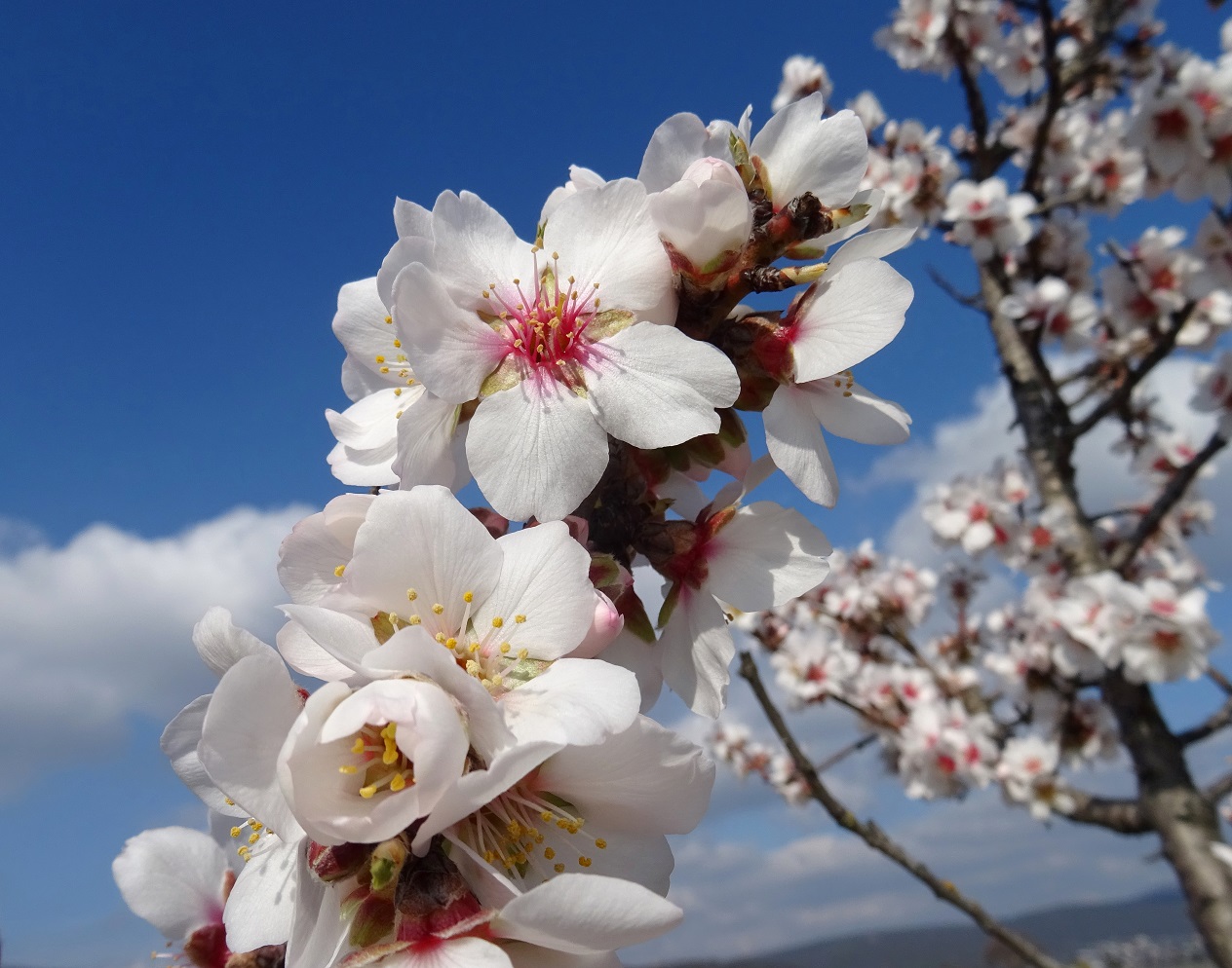 2023-02-28 DSC01936 Prunus dulcis.JPG