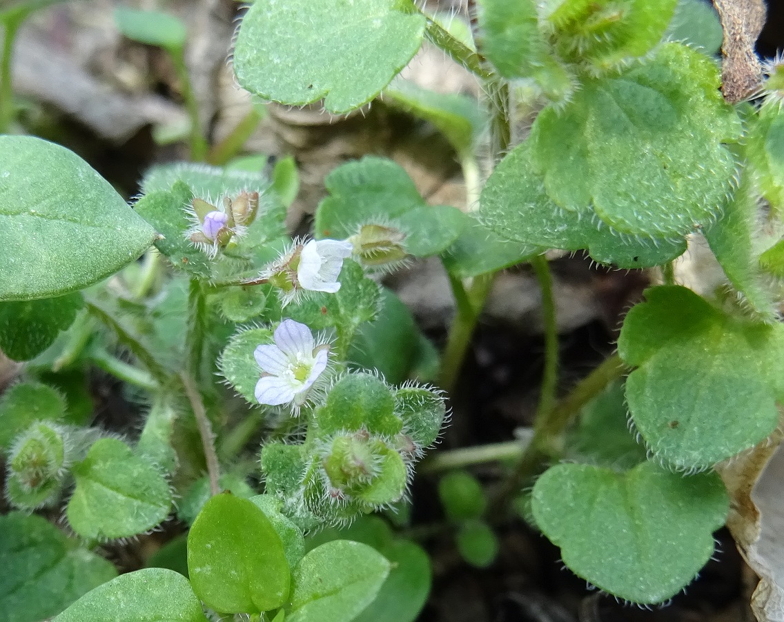 2023-02-28 DSC02002 Veronica sublobata.JPG