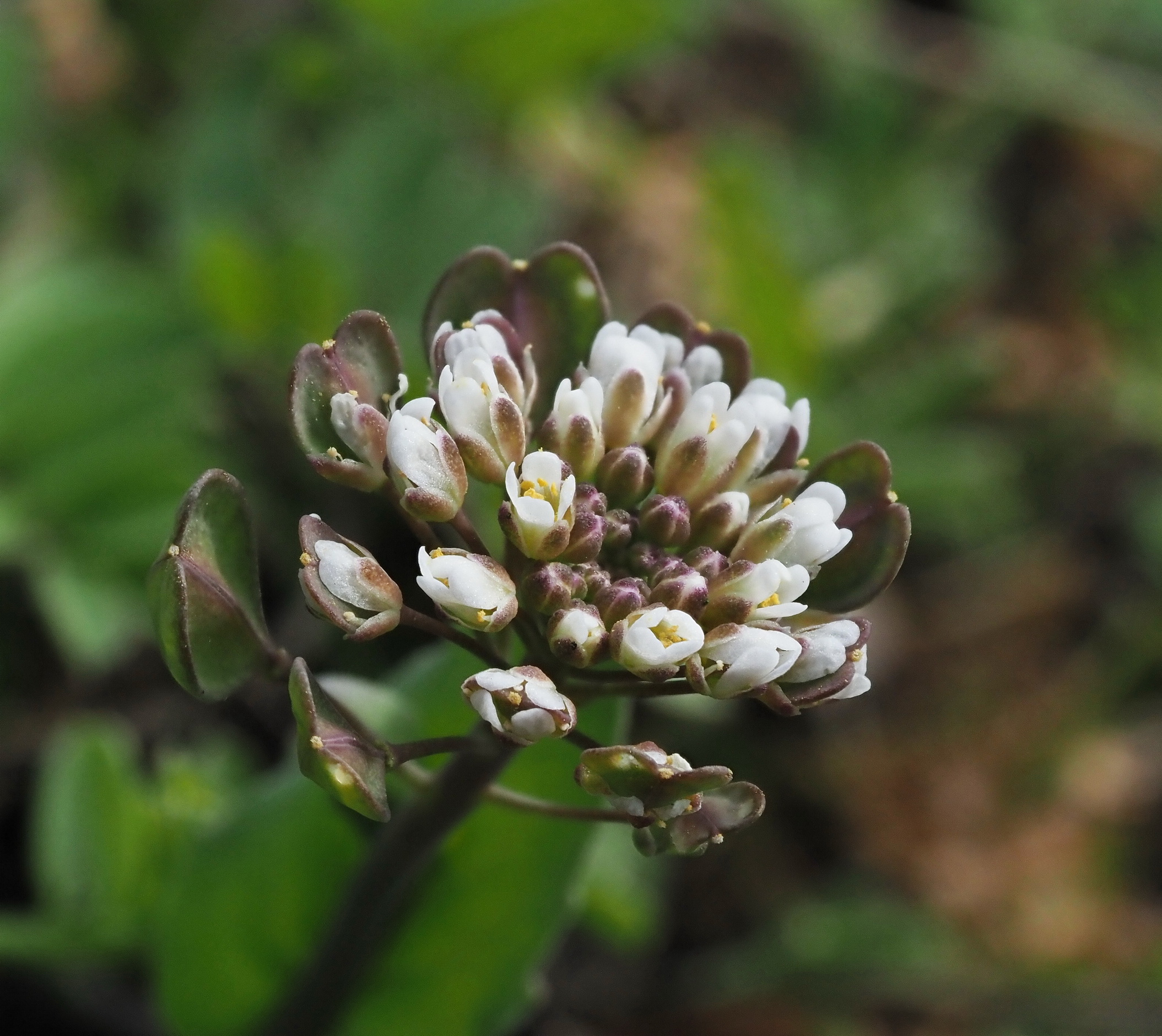 1 Thlaspi perfoliatum 1.JPG