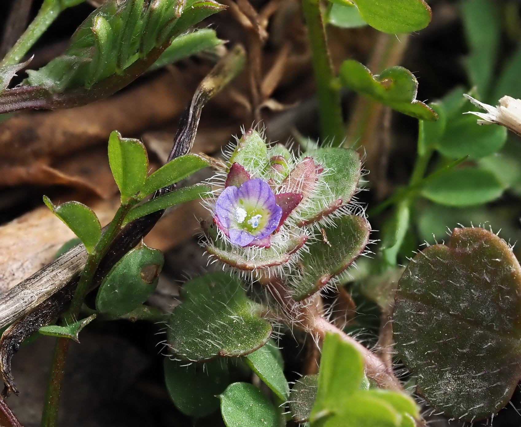 2 Veronica hederifolia.JPG