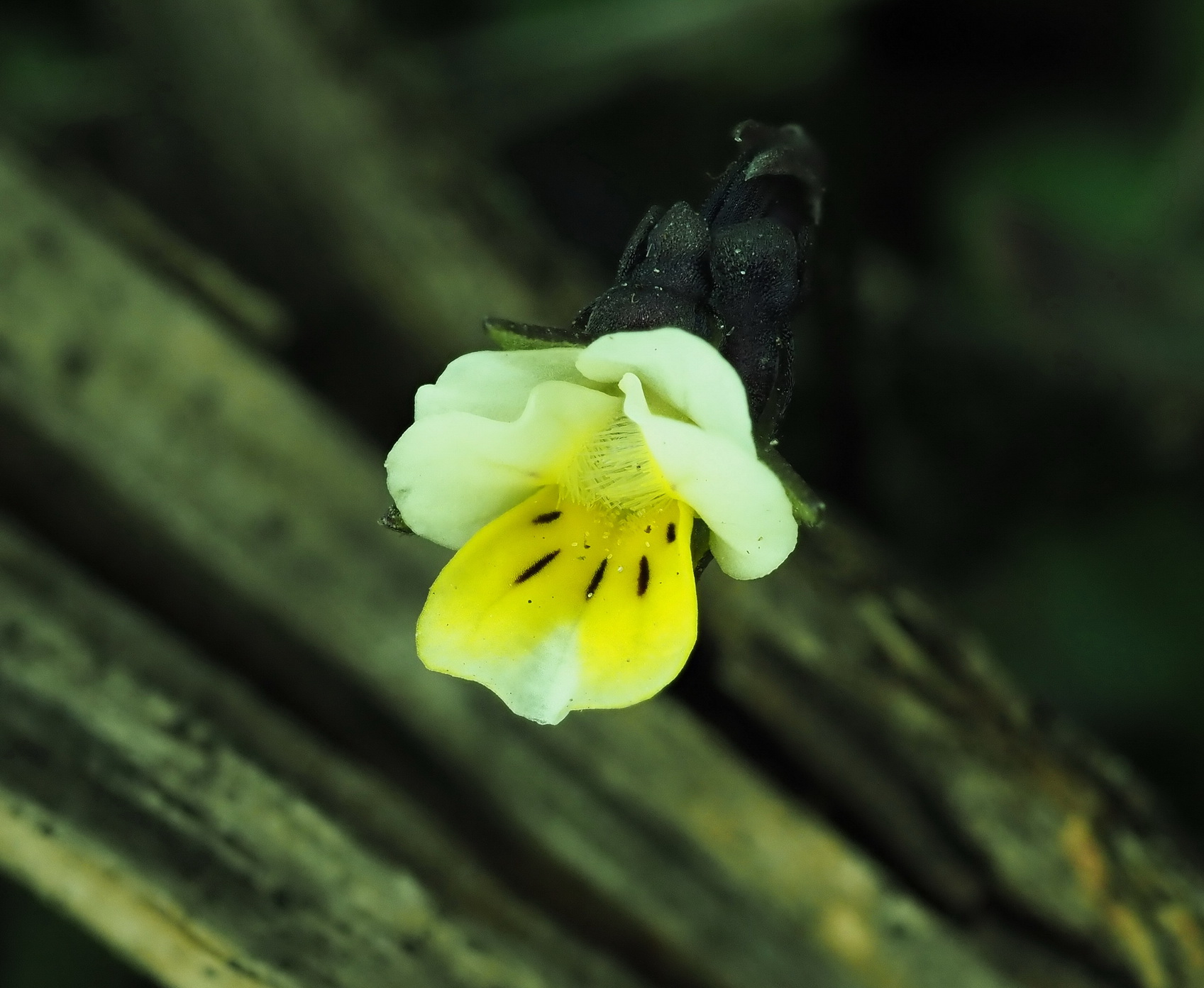 4 Viola arvensis 3.JPG