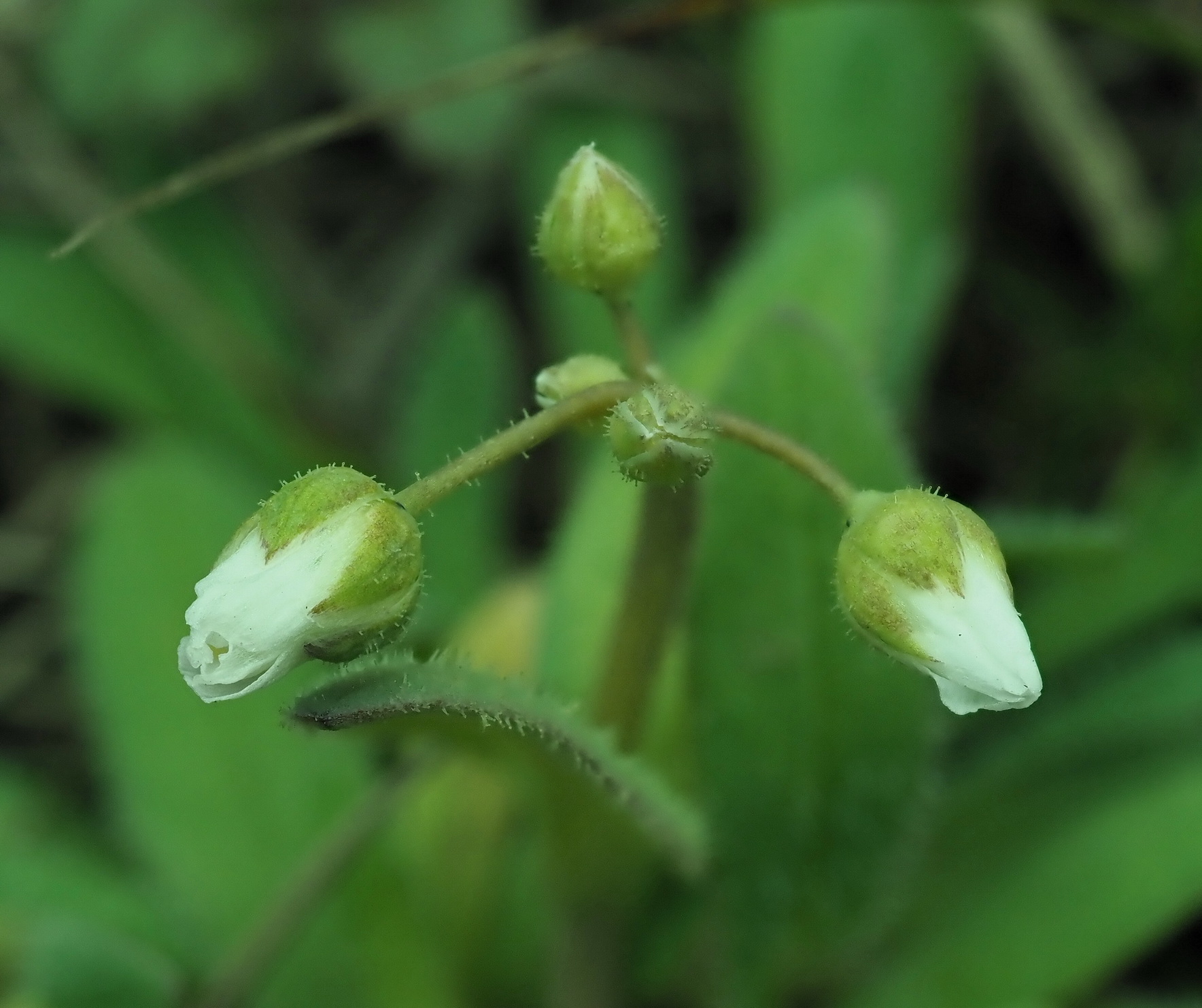 5 Holosteum umbelatum 1.JPG