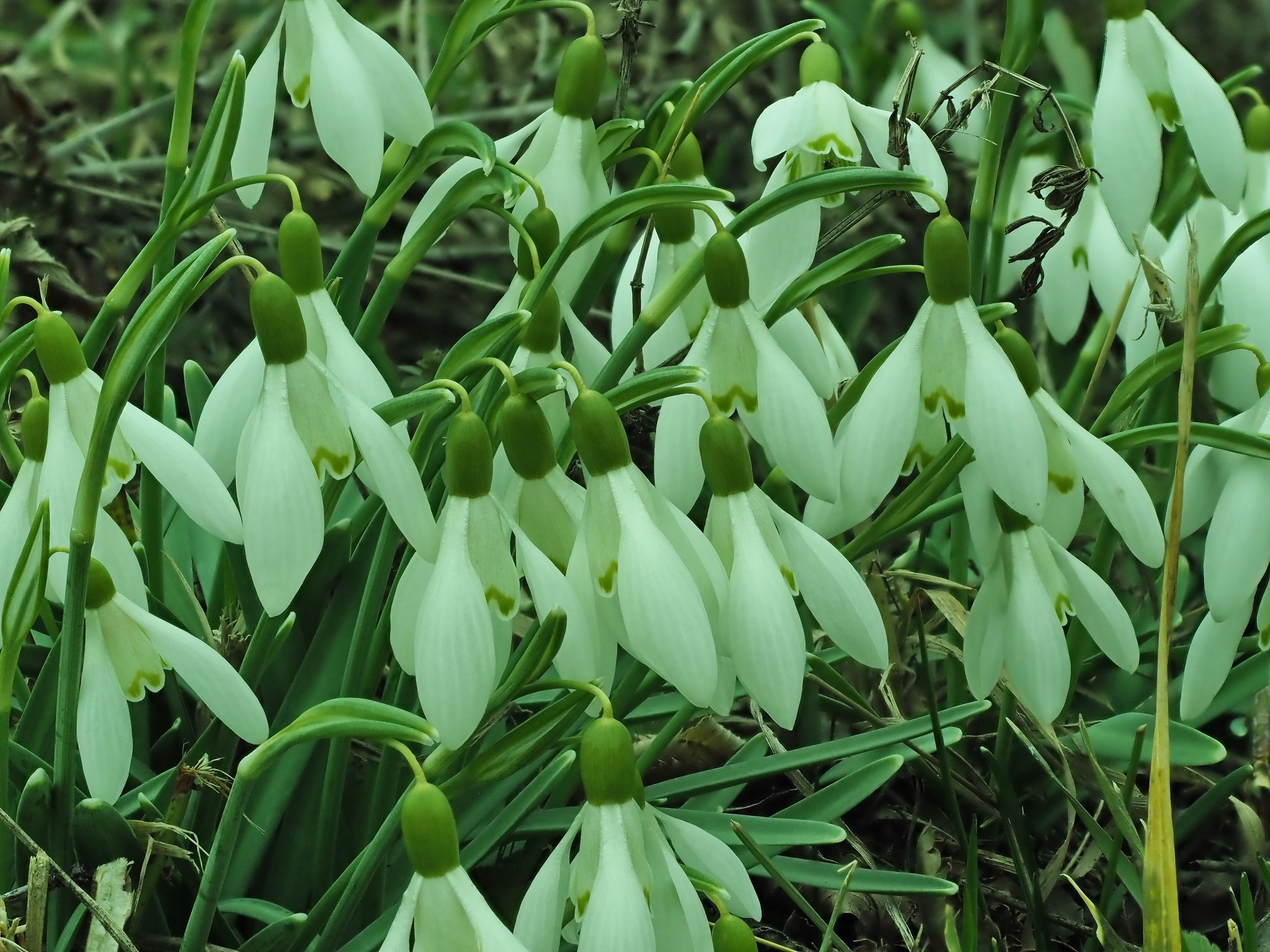 4 Galanthus nivalis 3.JPG