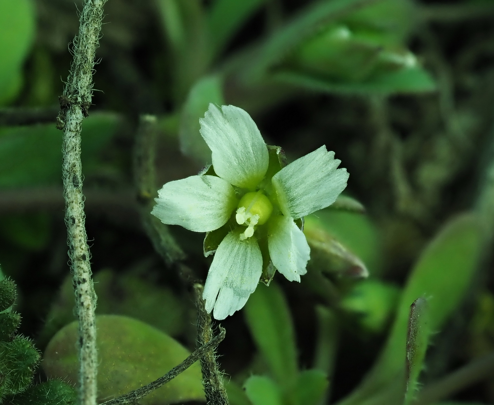 7 Cerastium glutinosum.JPG