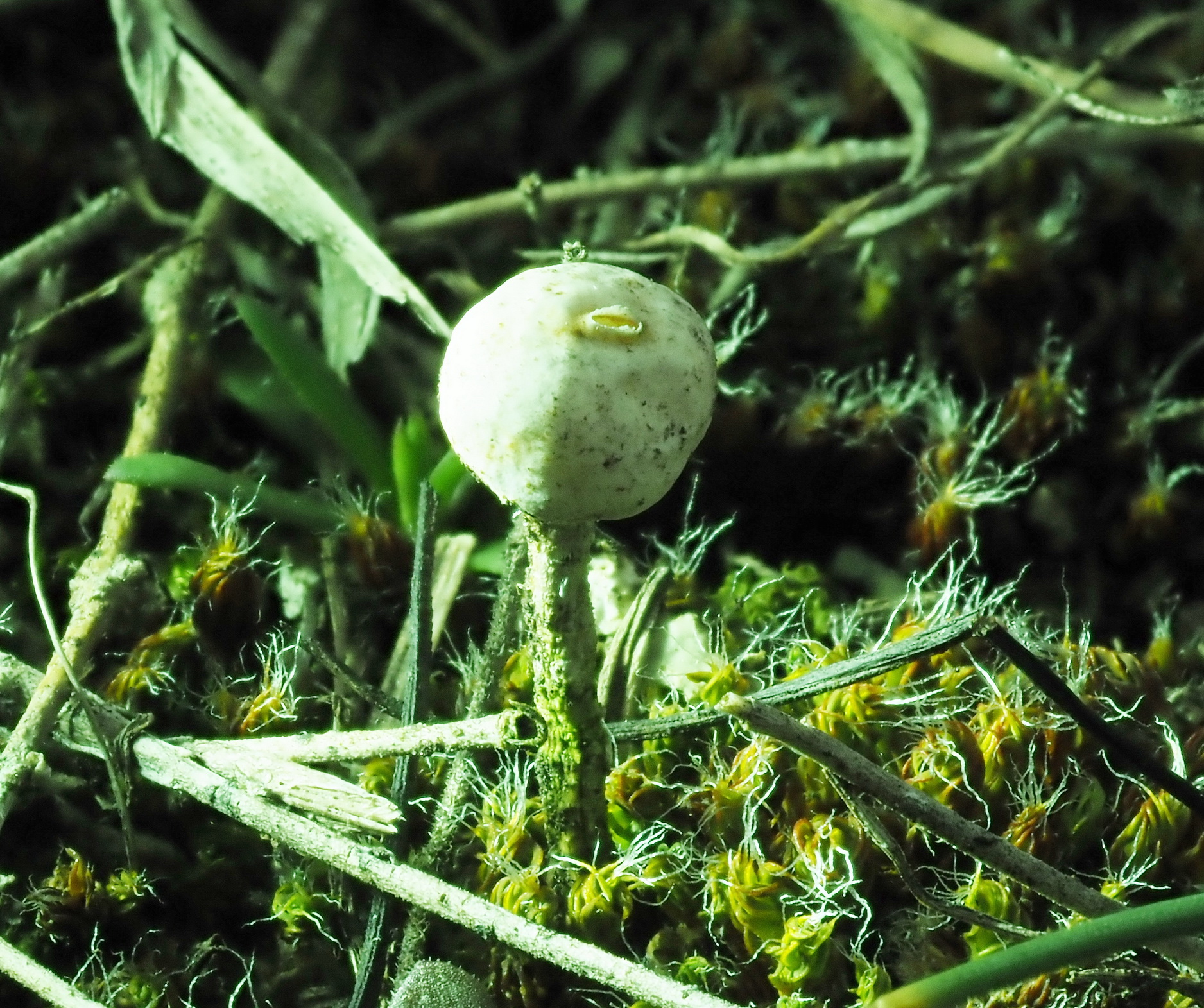 8 Tulostoma ssp.JPG