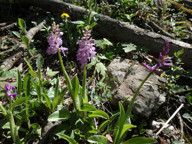 1Orchis_mascula_x_pallens.JPG