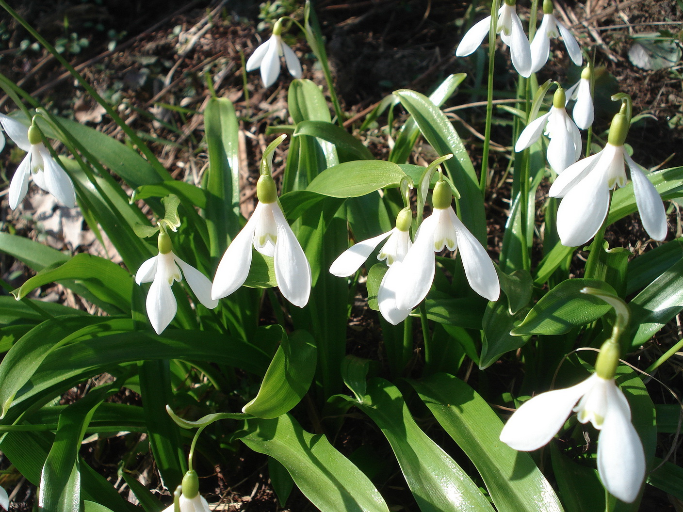 Galanthus woronowii.JPG