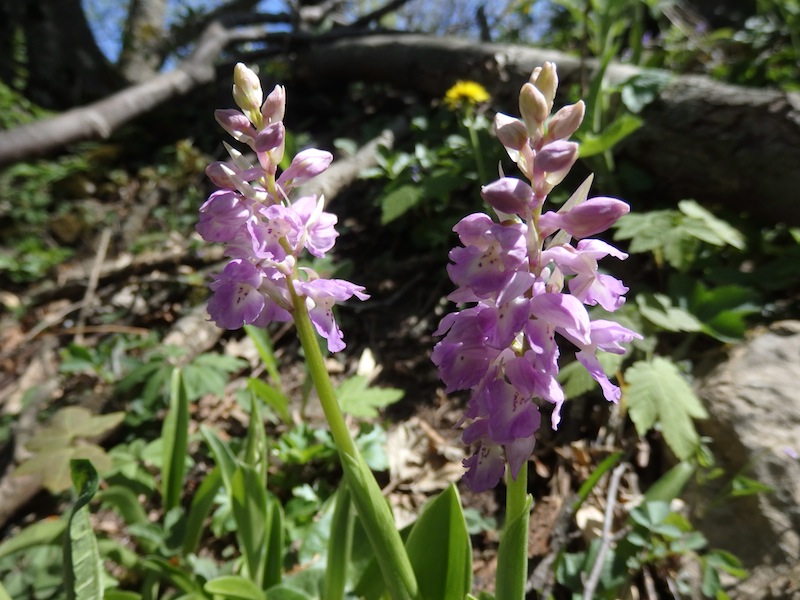 2Orchis_mascula_x_pallens.JPG