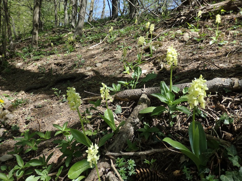 3Orchis_pallens.JPG