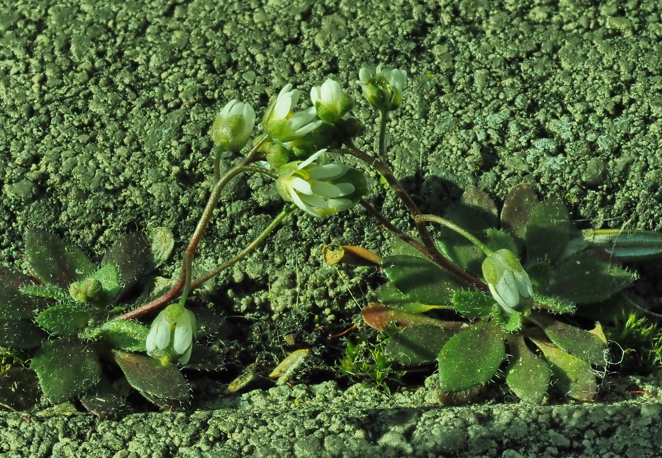 Draba verna 2.JPG