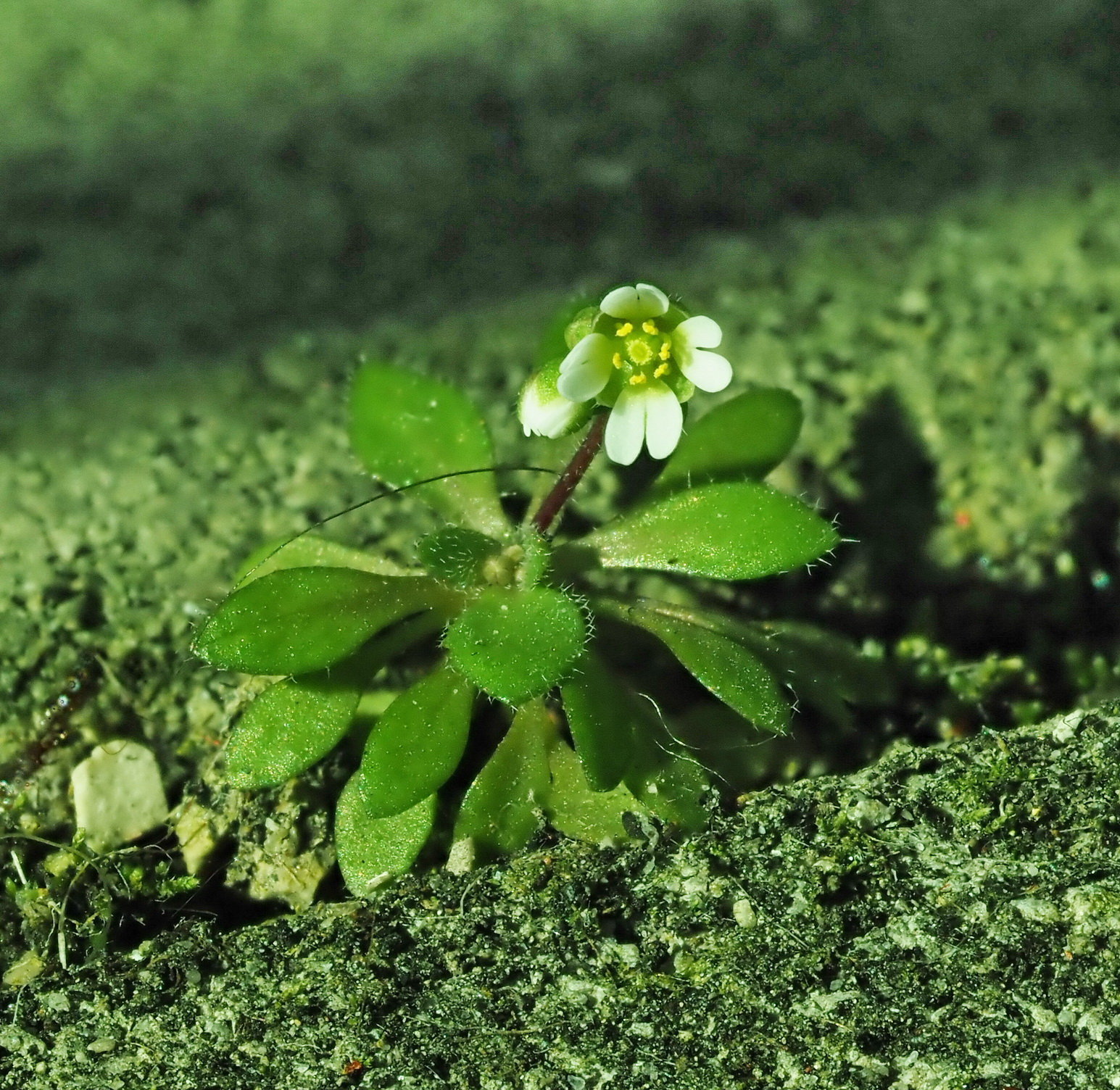 Draba verna mit Gabelhaaren.JPG