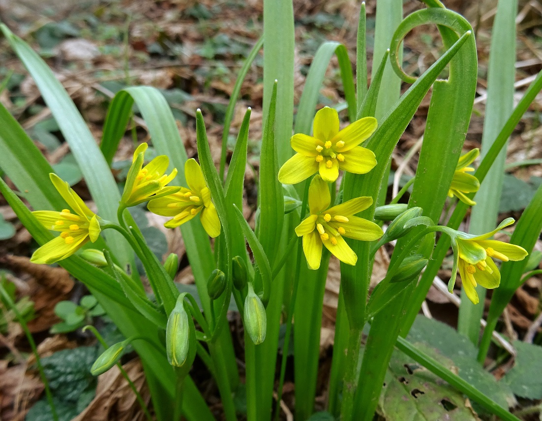 2023-03-08 G. lutea.JPG