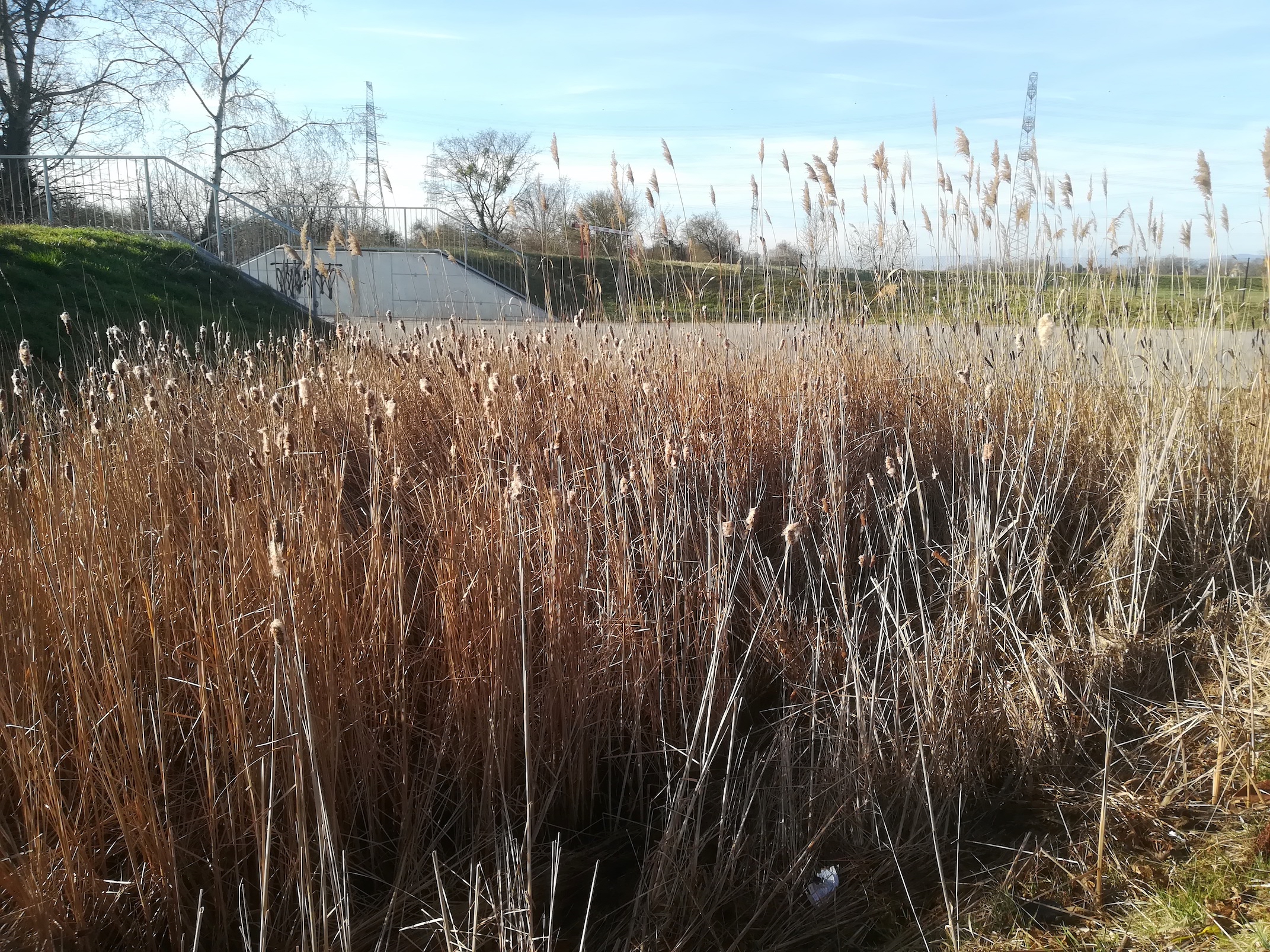 typha cf. laxmanii schwechat lanzendorf_20230310_084506.jpg