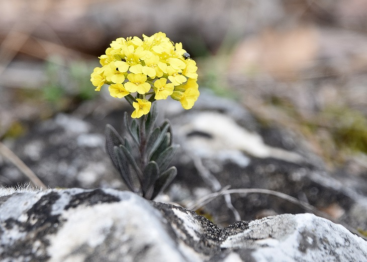 Hainburg - Schlossberg - 10032023 - (2) - Alyssum montanum - Bergsteinkraut.JPG