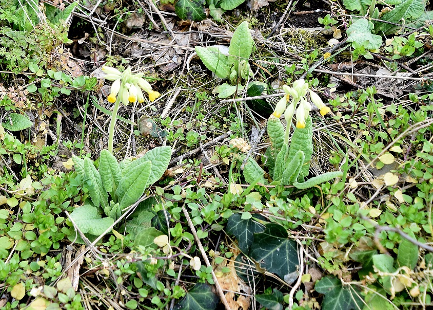 Hainburg - Schlossberg - 10032023 - (9) - Primula veris - Himmelschlüssel.JPG