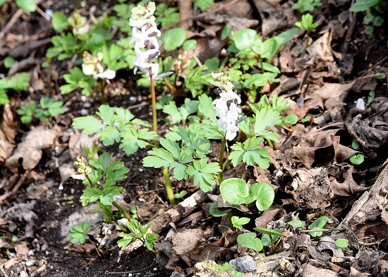 Hainburg - Schlossberg - 10032023 - (10) - Corydalis cava - Hohl-Lerchensporn.JPG