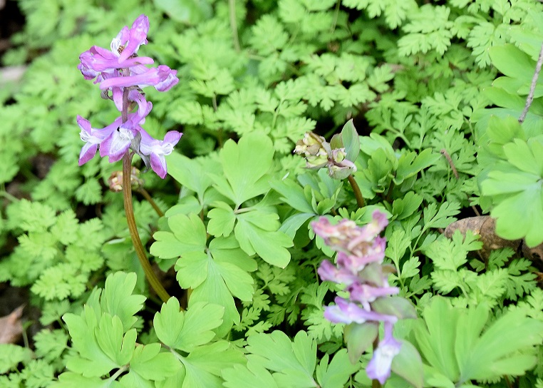 Hainburg - Schlossberg - 10032023 - (12) - Corydalis cava - Hohl-Lerchensporn.JPG