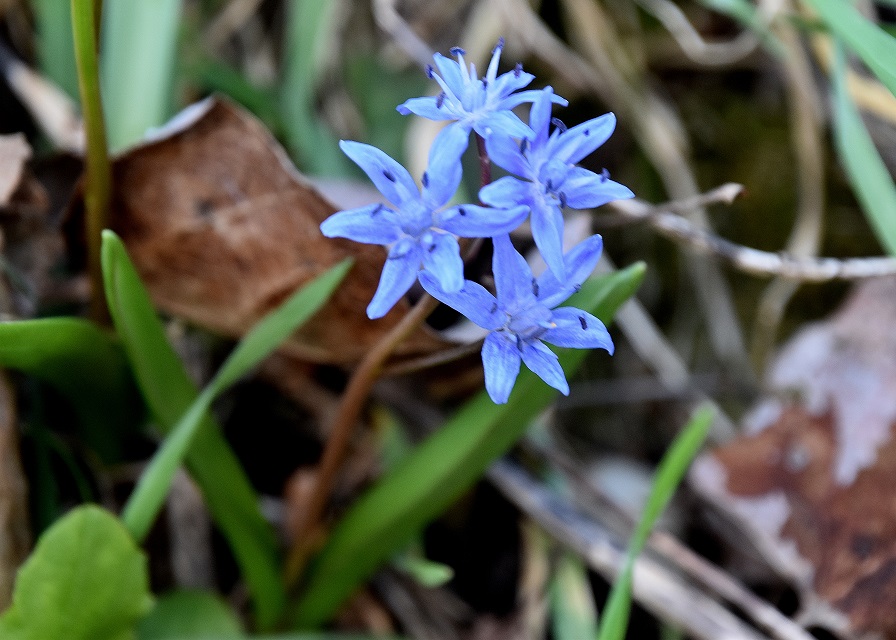 Stopfenreuth - 10032023 - (34) - Dammweg - Scilla bifolia - Zweiblatt-Blaustern.JPG