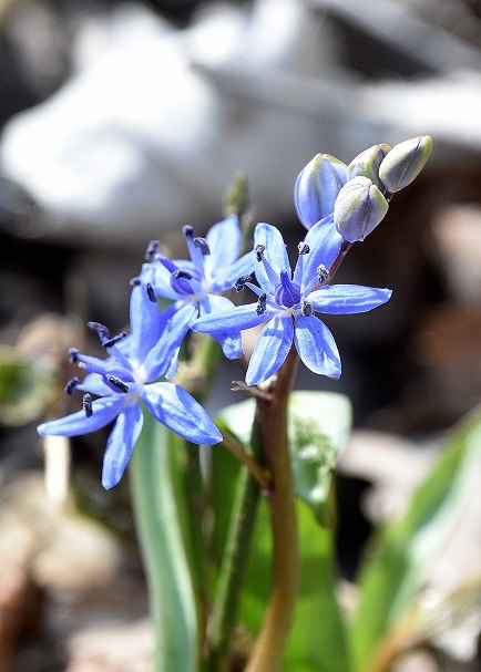 Stopfenreuth - 10032023 - (44) - Forstweg zum Rosskopfarm - Scilla vindobonensis - Wien-Blaustern.JPG